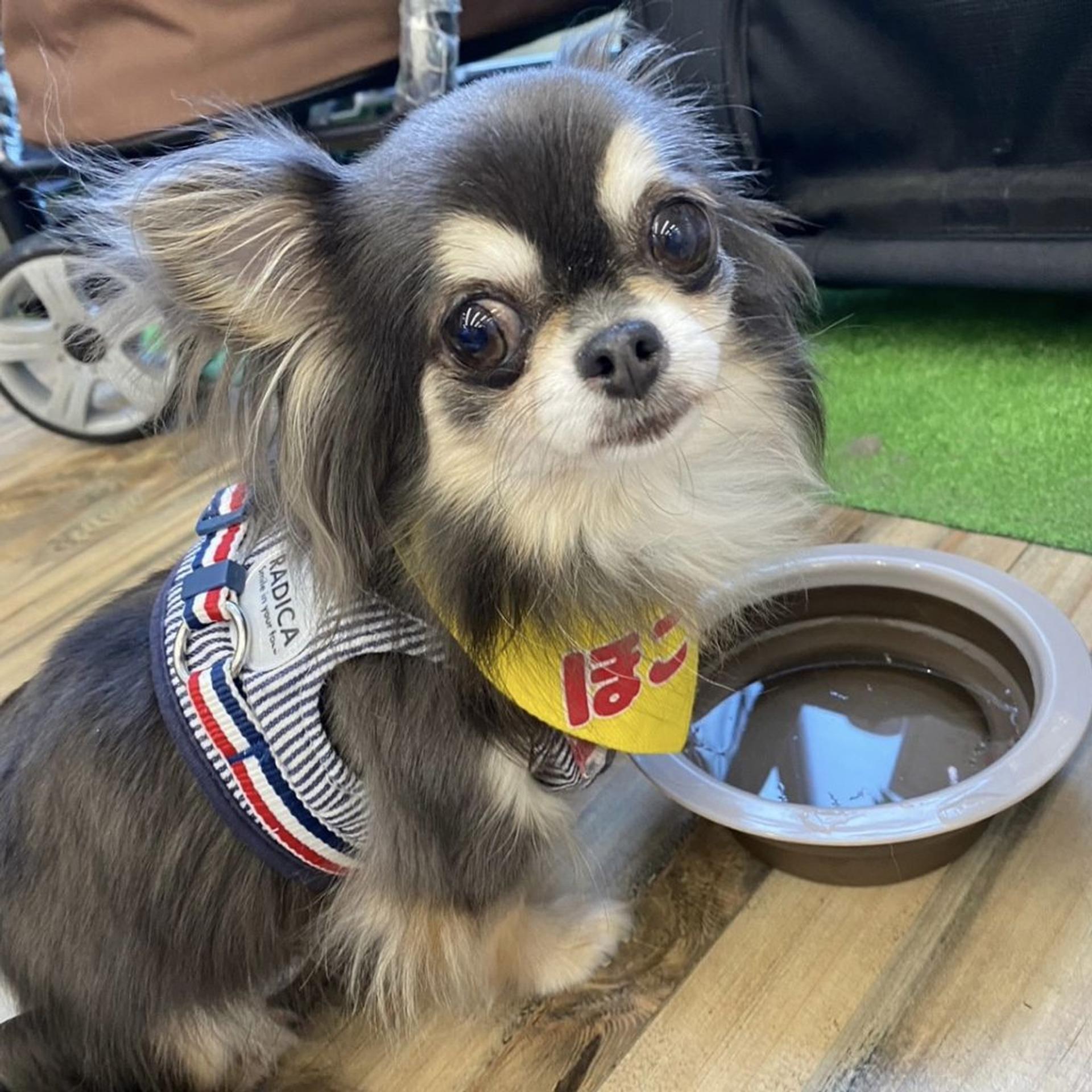 pet-image-4