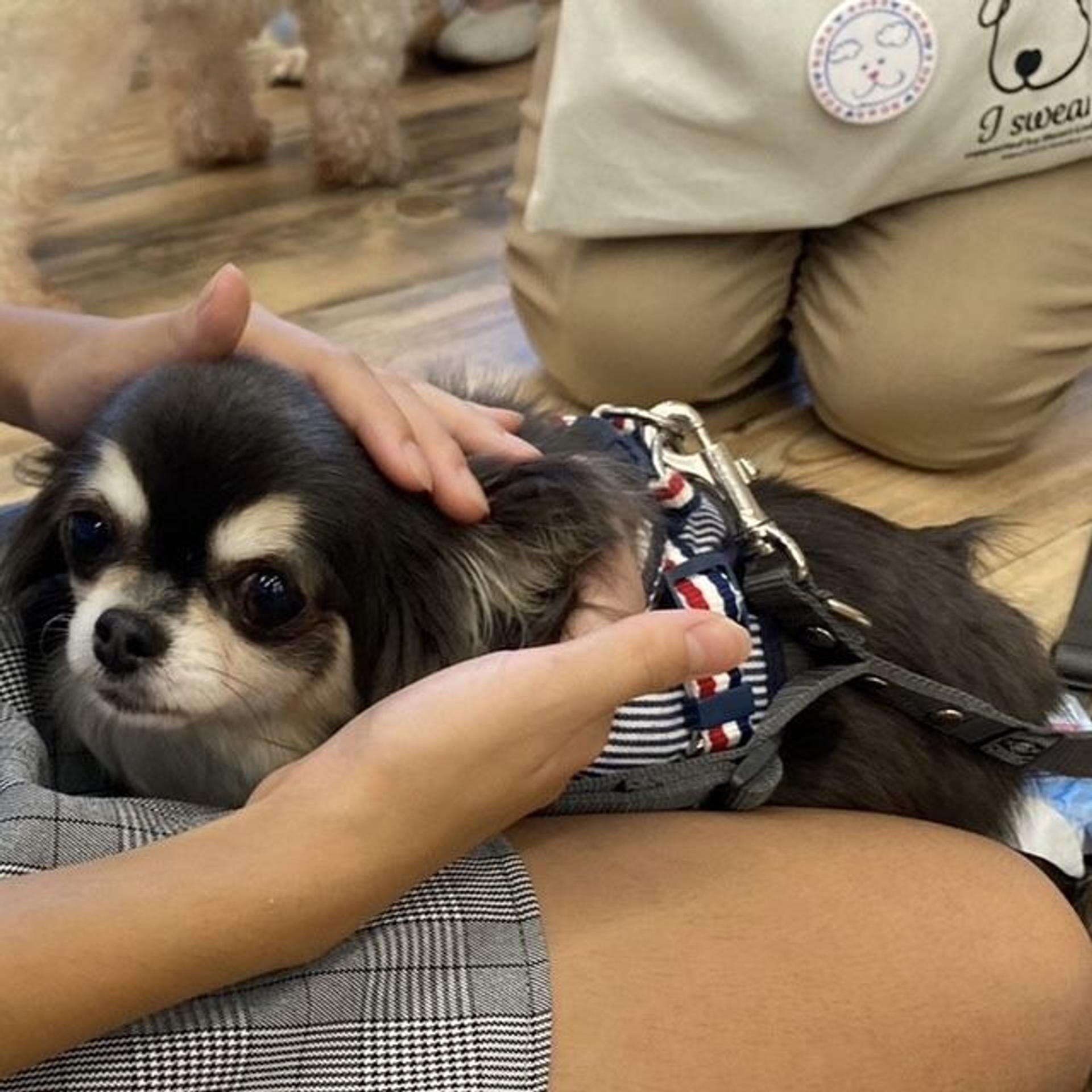 pet-image-6