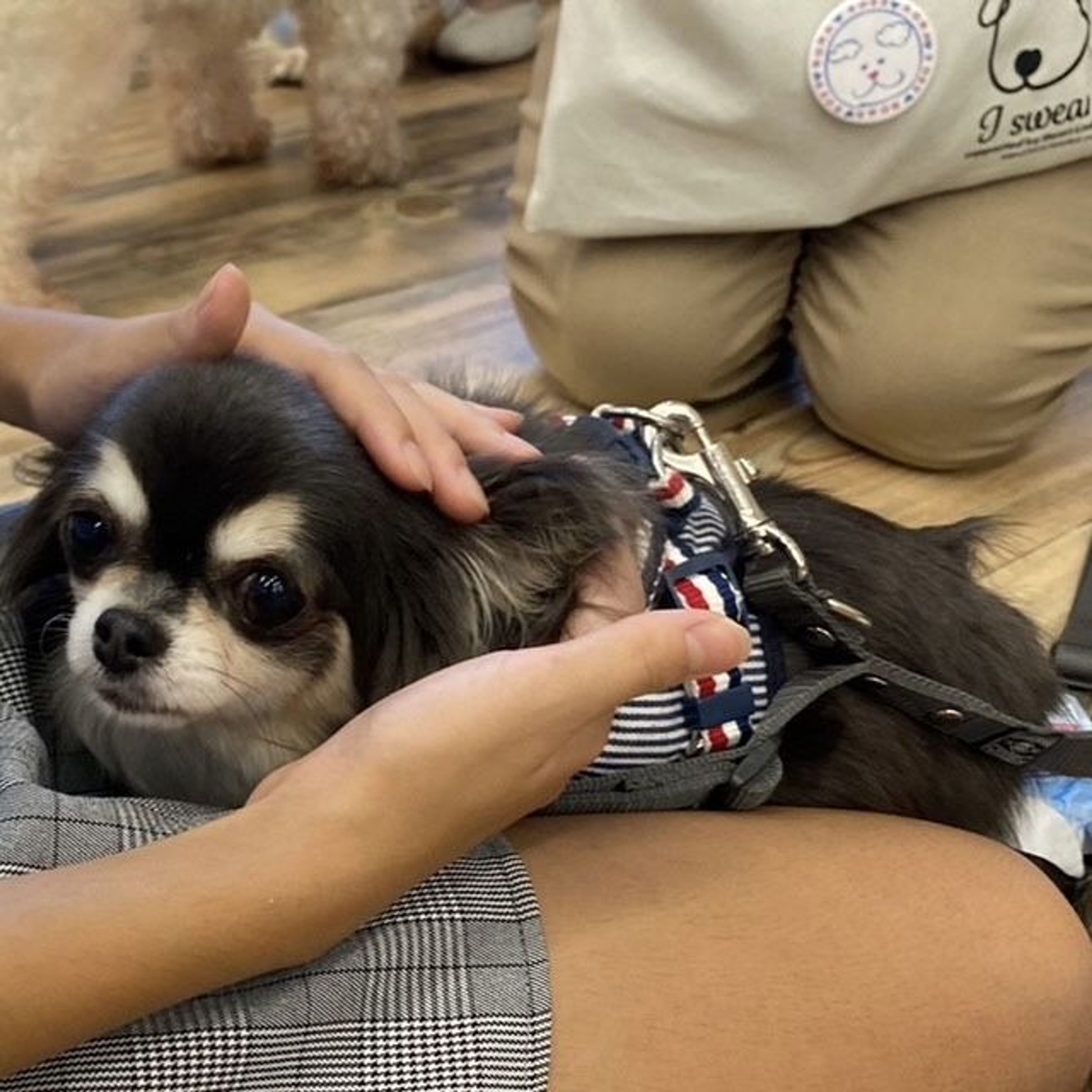 pet-image-6