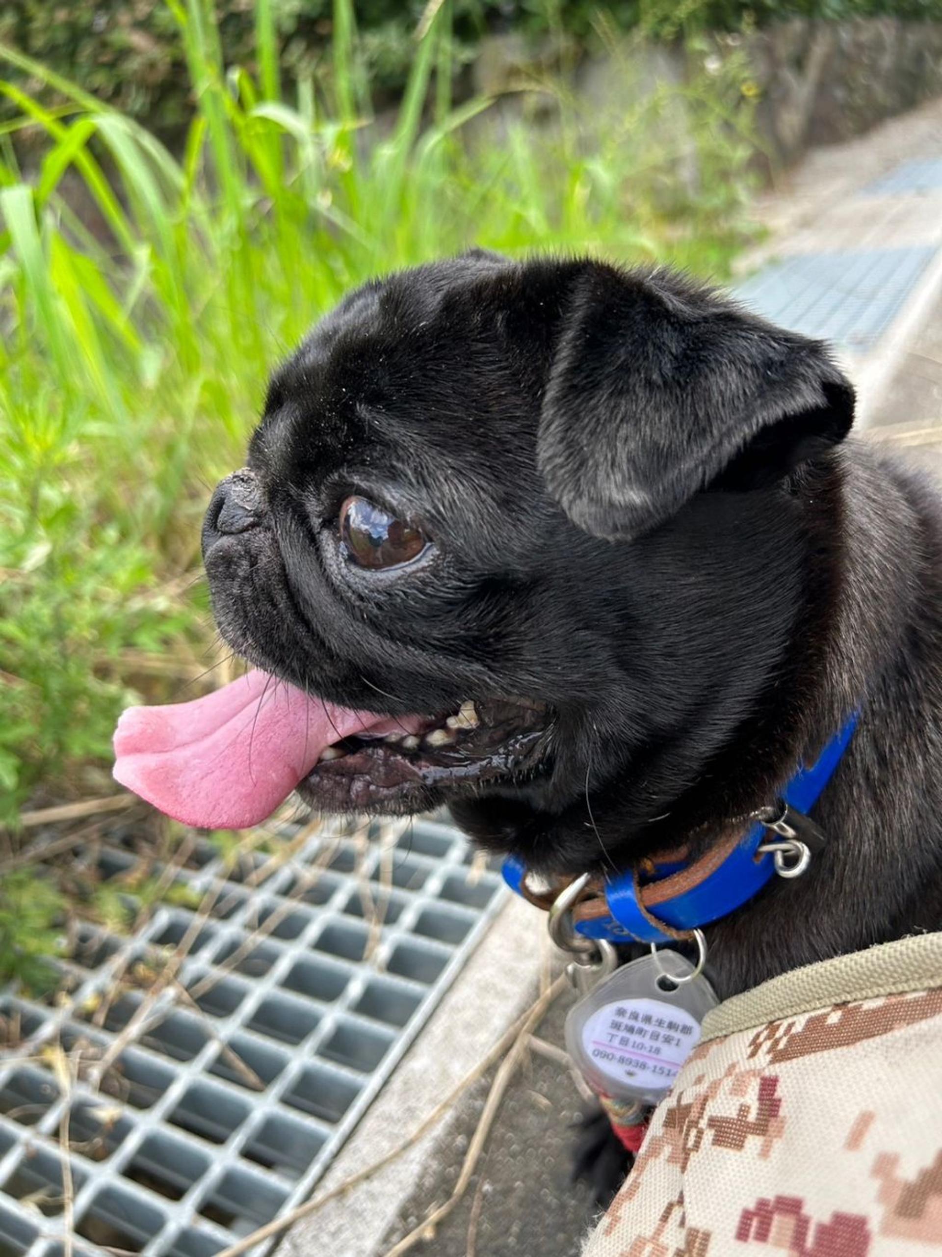 pet-image-5