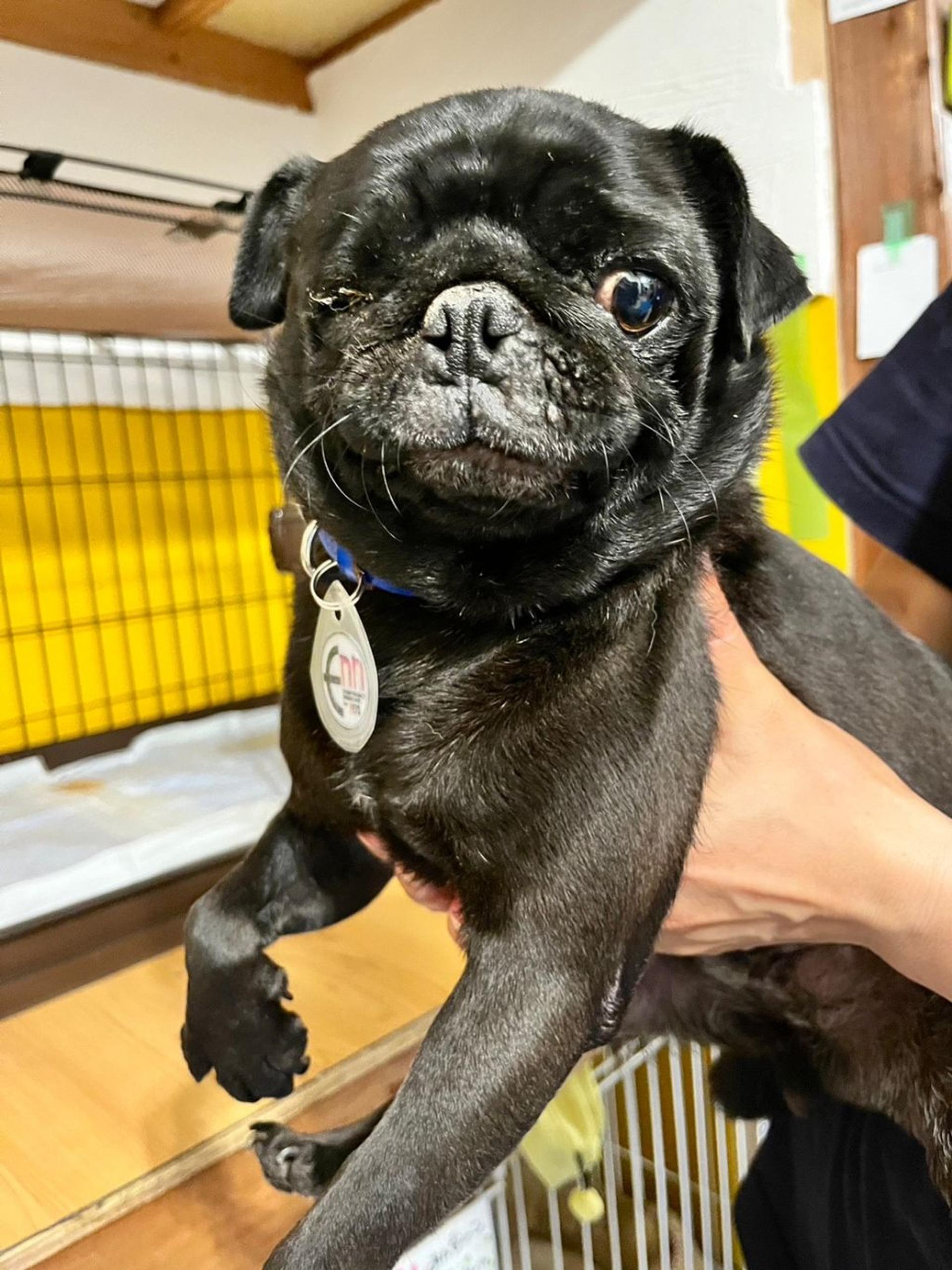 pet-image-6