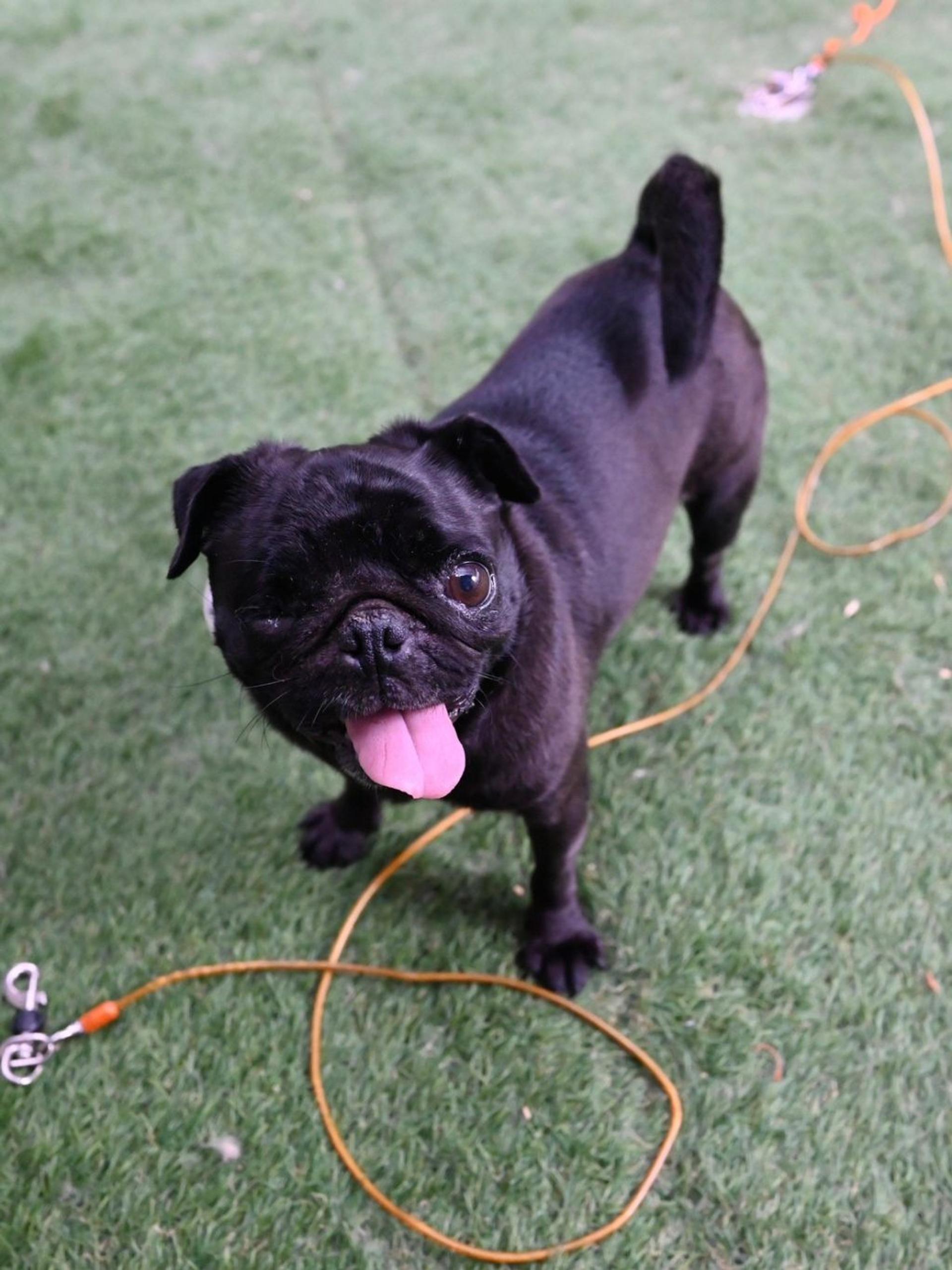pet-image-7