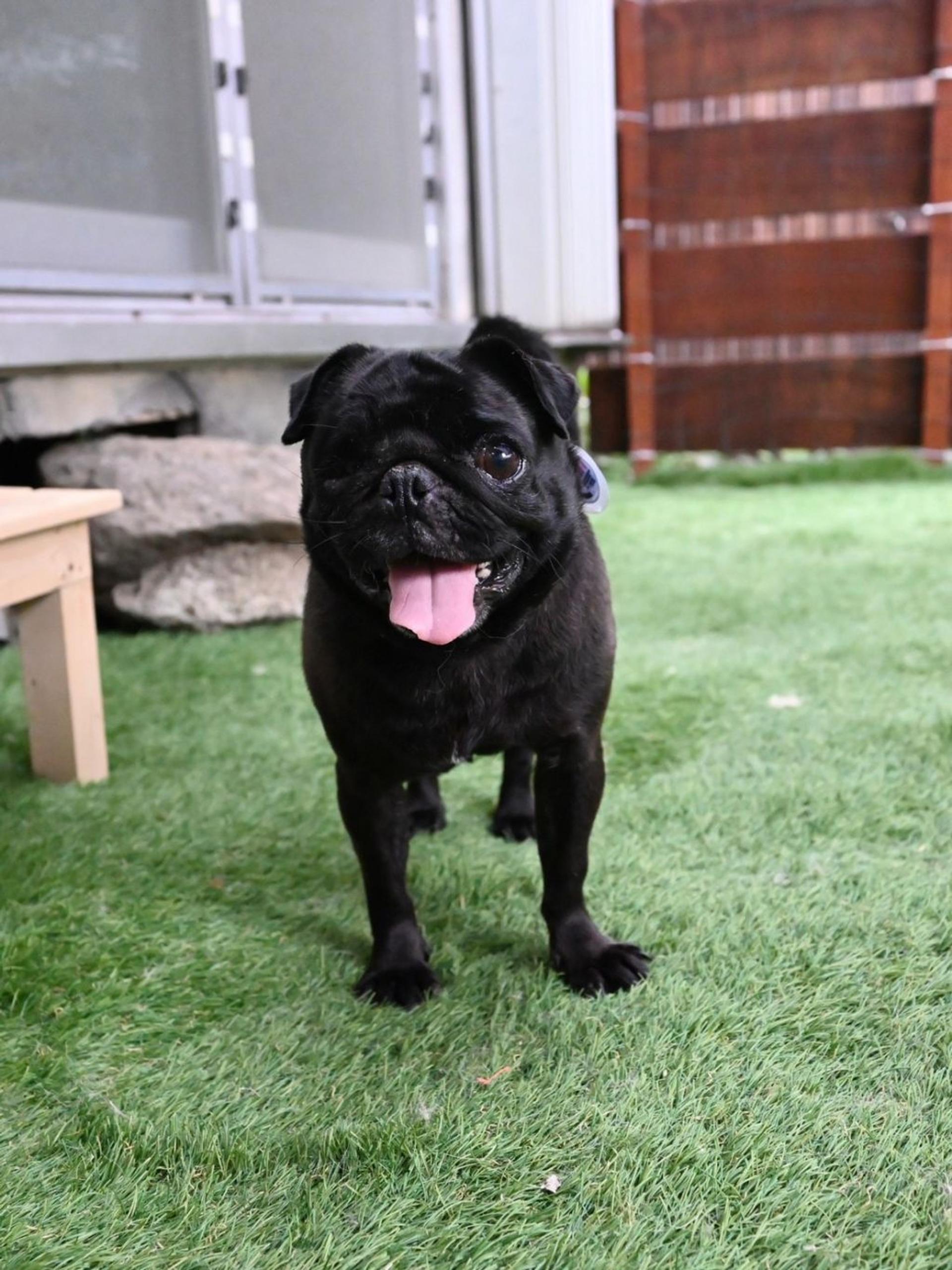 pet-image-9