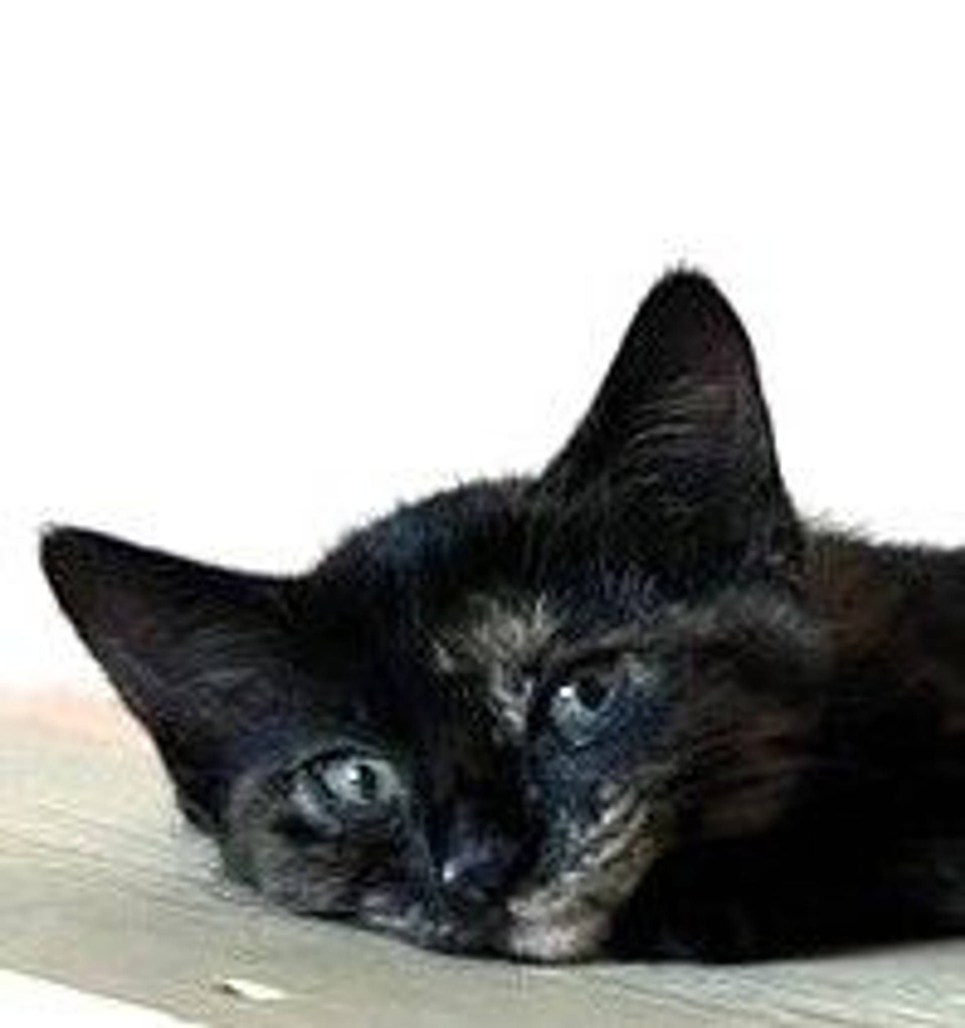 雑種（ミックス猫）・メスの里親募集の写真