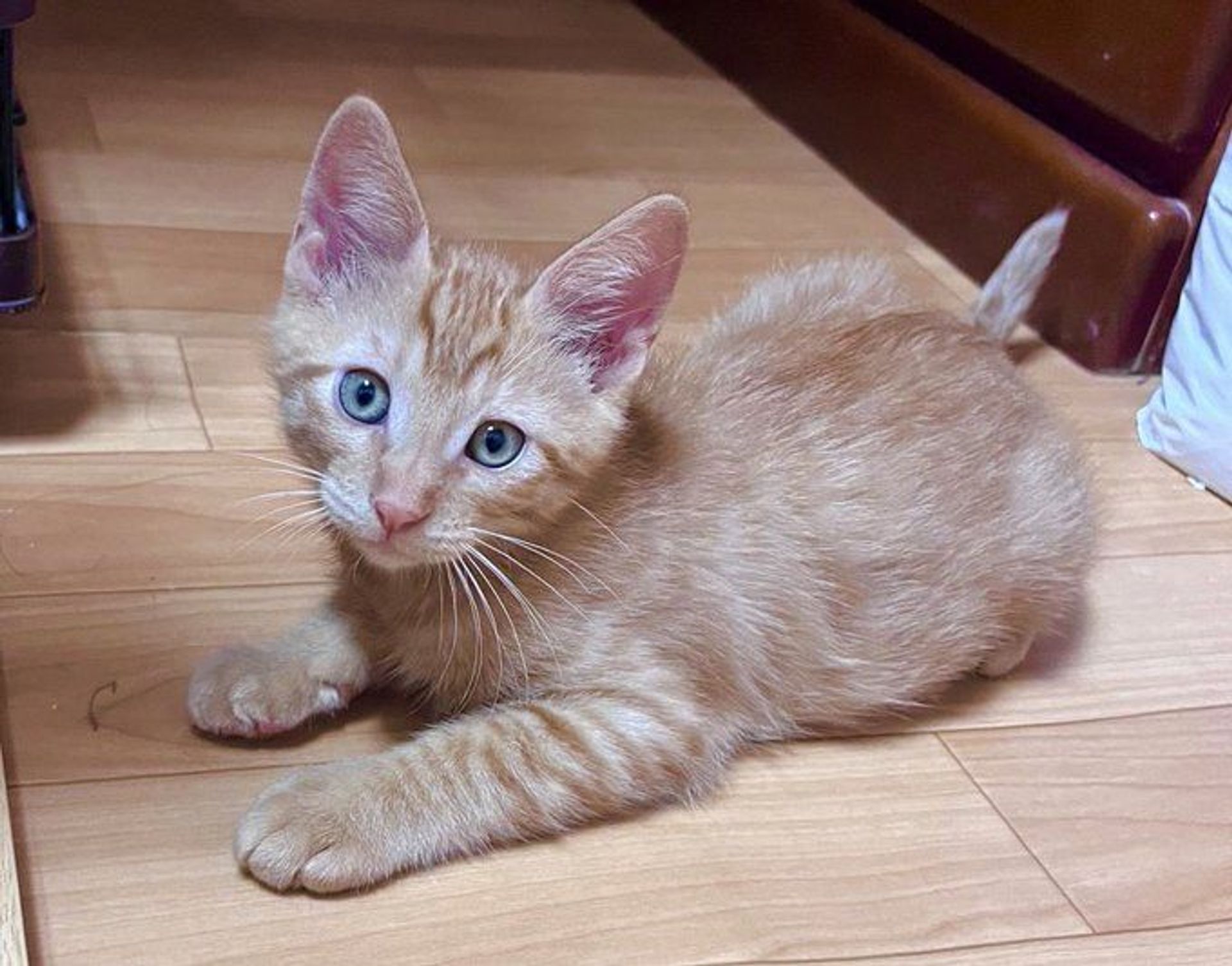 雑種（ミックス猫）・オスの里親募集の写真