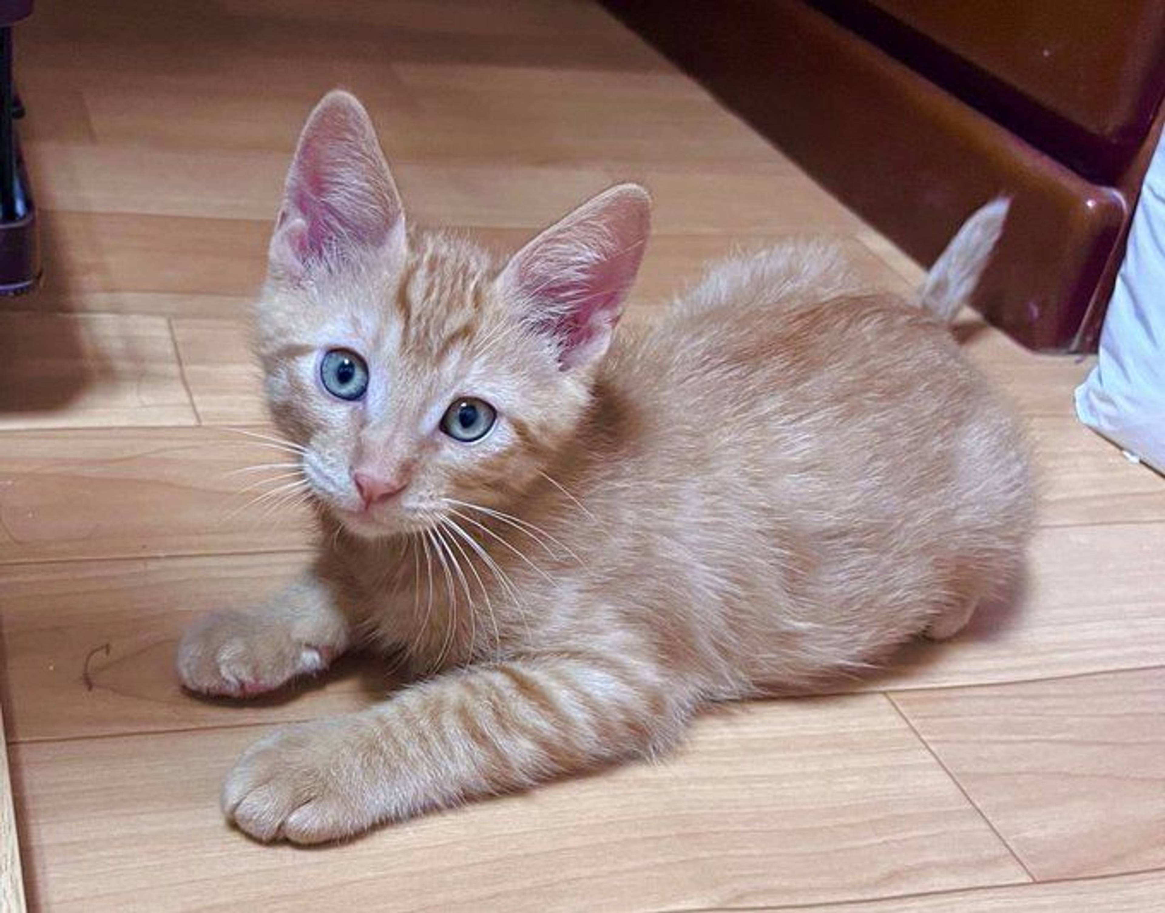 雑種（ミックス猫）・オスの里親募集の写真