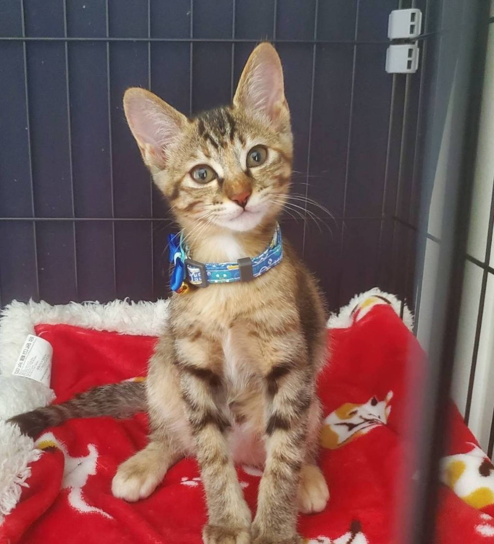 雑種（ミックス猫）・メスの里親募集の写真