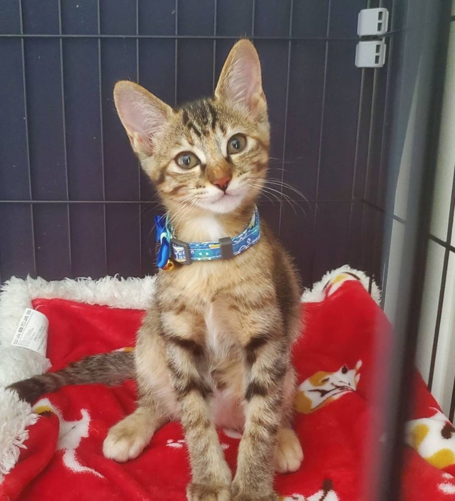 雑種（ミックス猫）・メスの里親募集の写真
