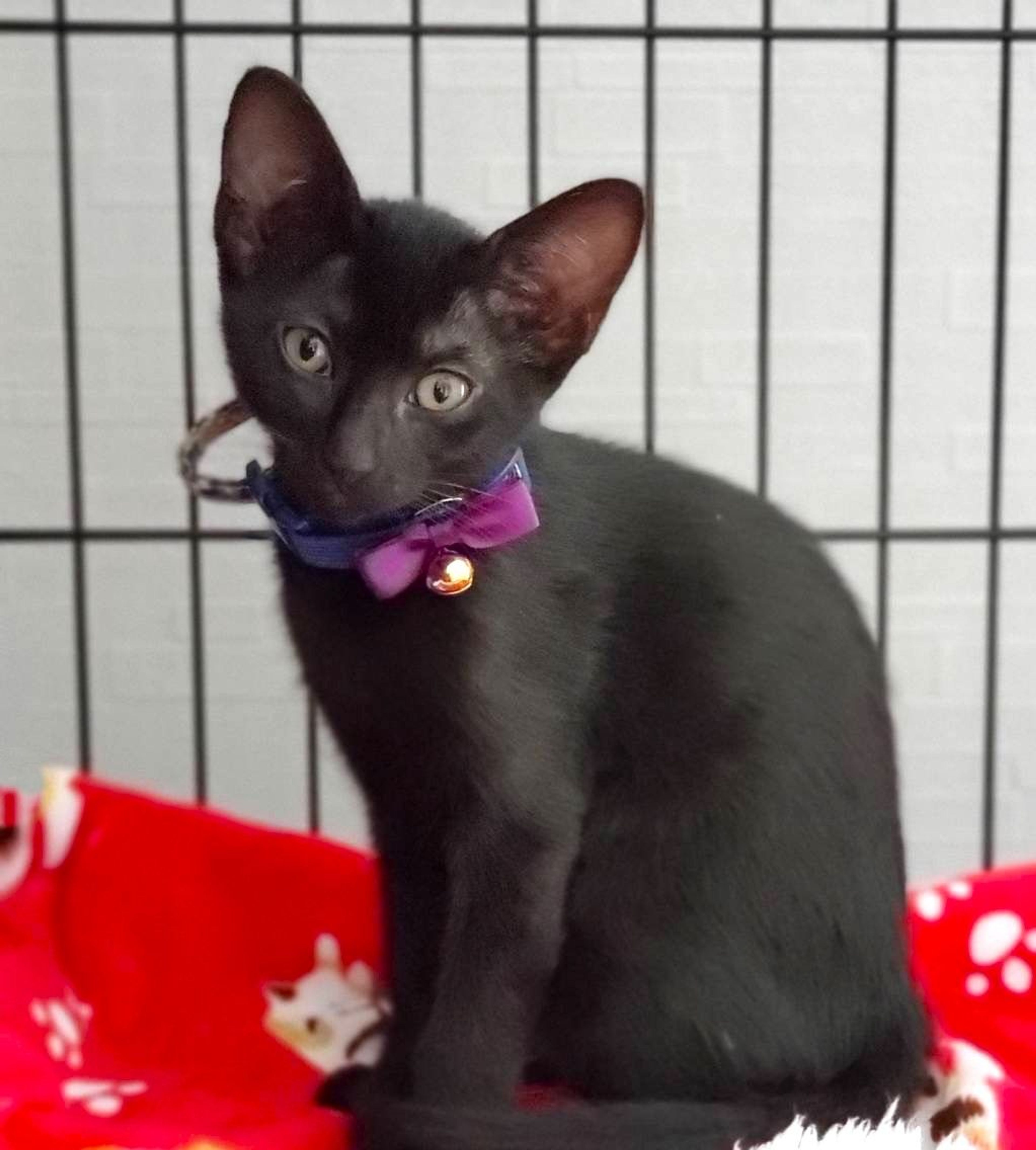 雑種（ミックス猫）・メスの里親募集の写真