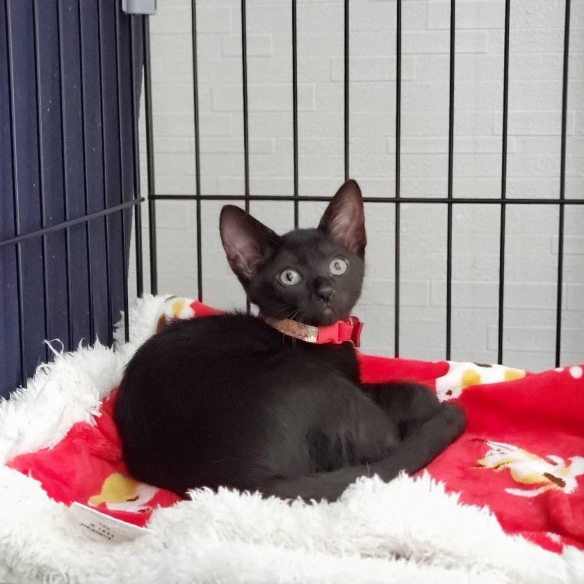 雑種（ミックス猫）・メスの里親募集の写真