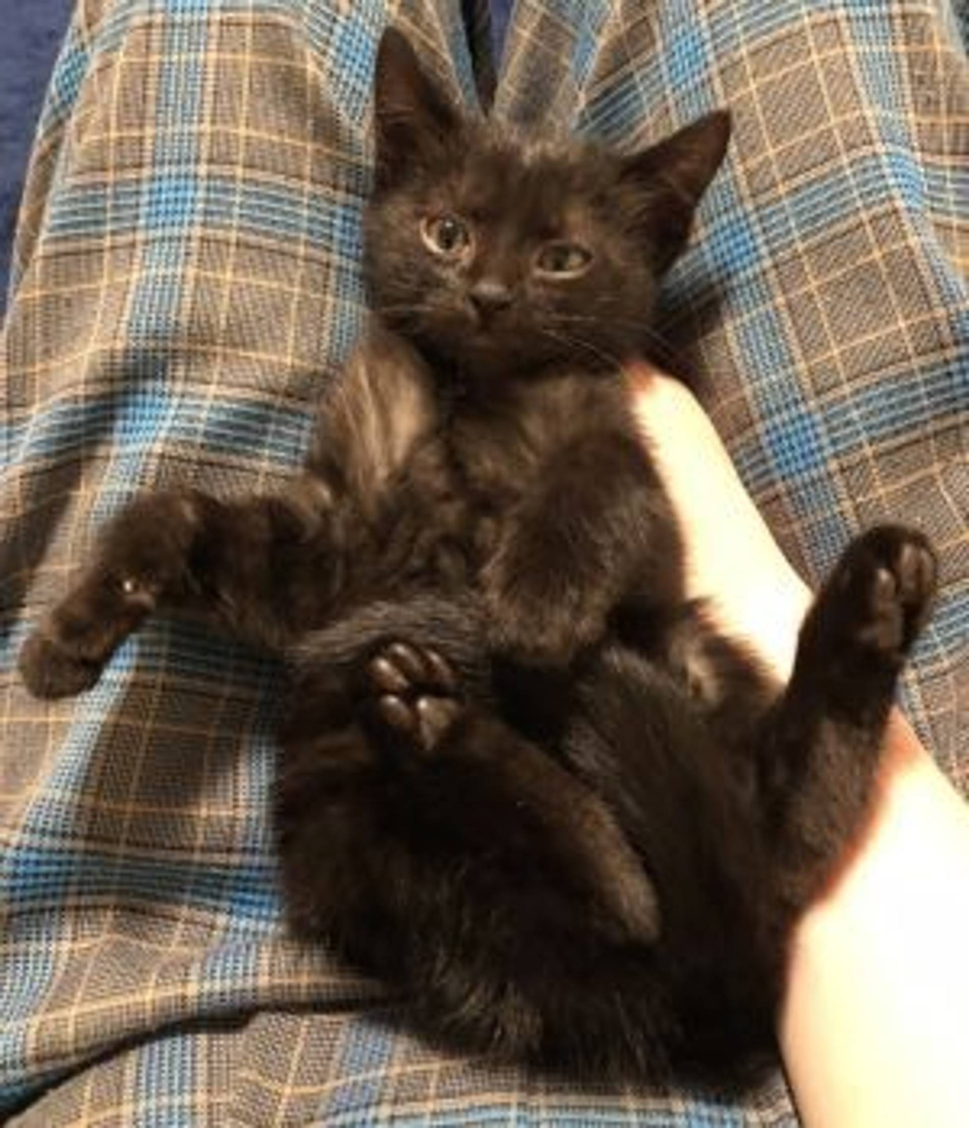 雑種（ミックス猫）・メスの里親募集の写真