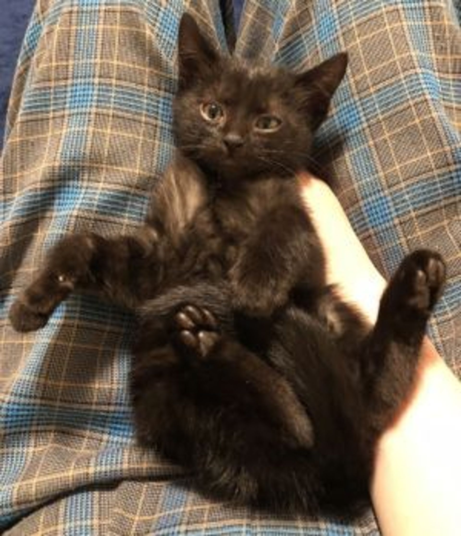 雑種（ミックス猫）・メスの里親募集の写真