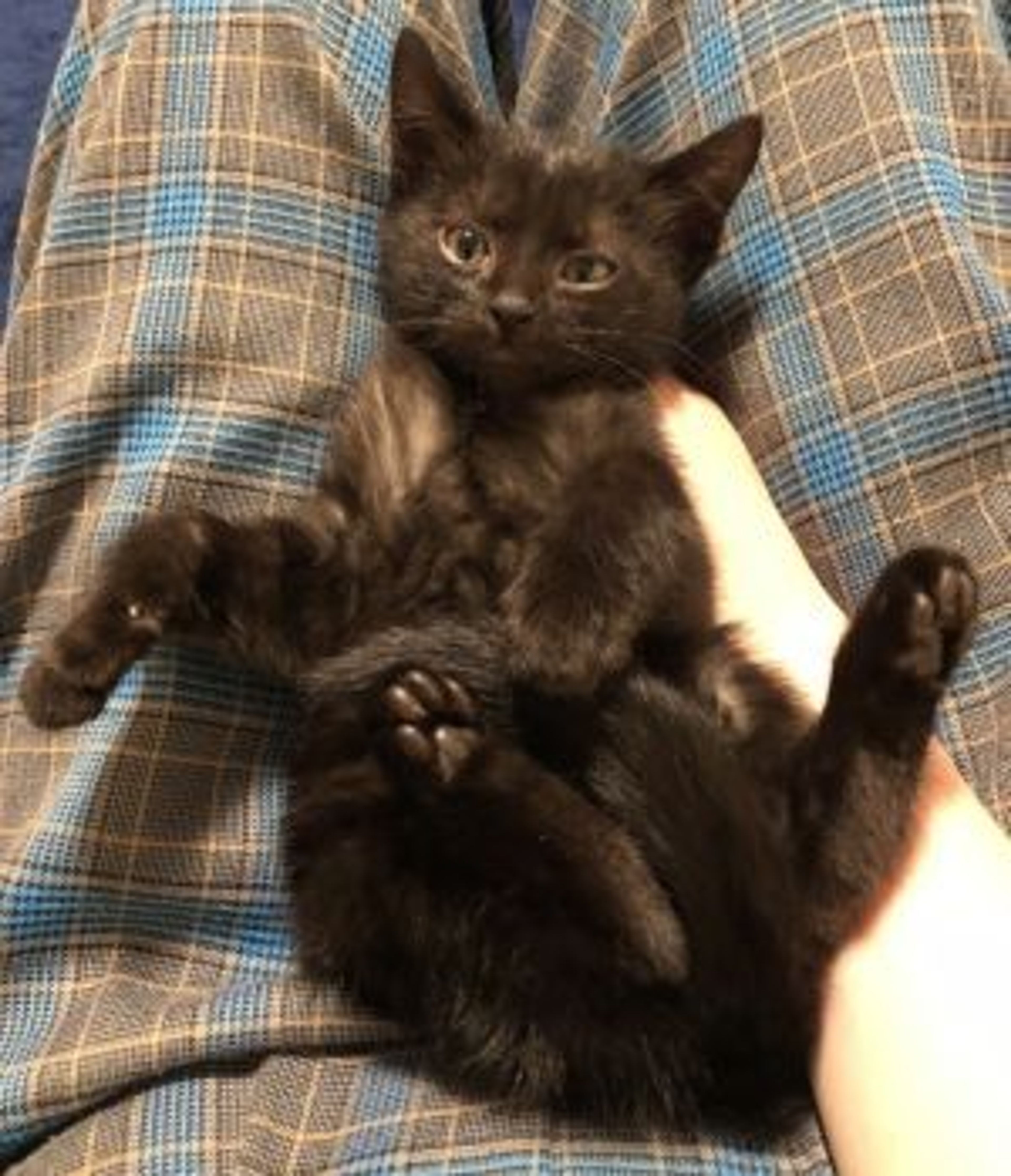 雑種（ミックス猫）・メスの里親募集の写真