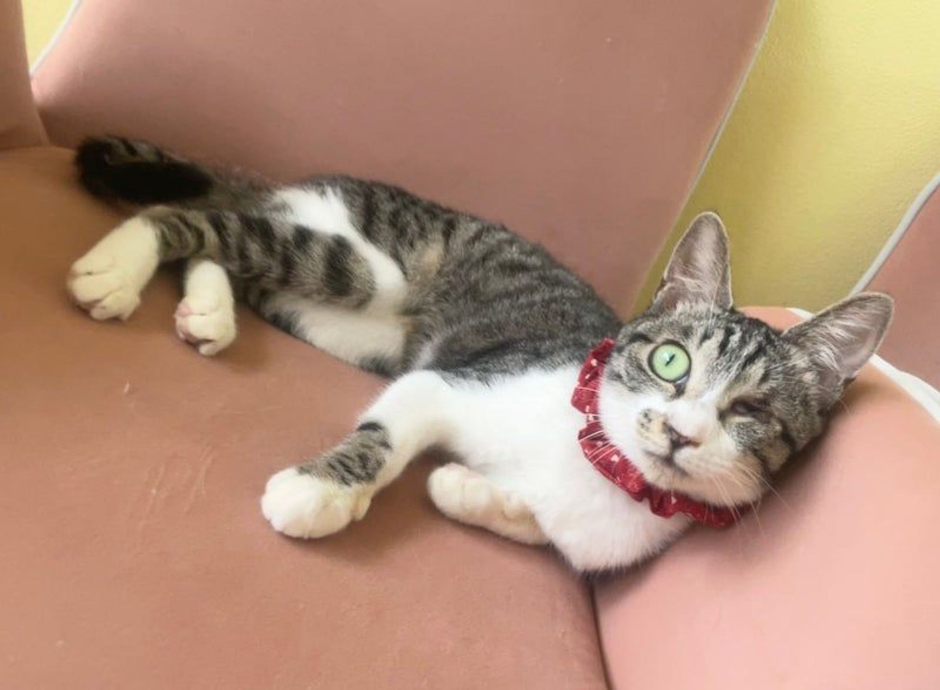 雑種（ミックス猫）・メスの里親募集の写真