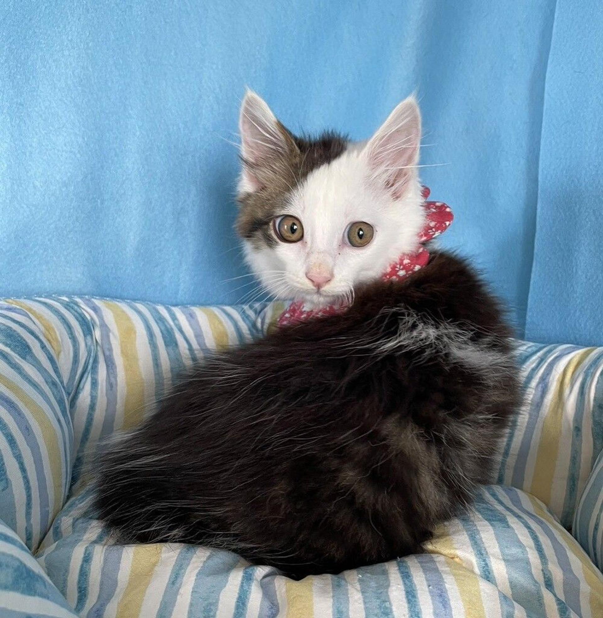pet-image-4