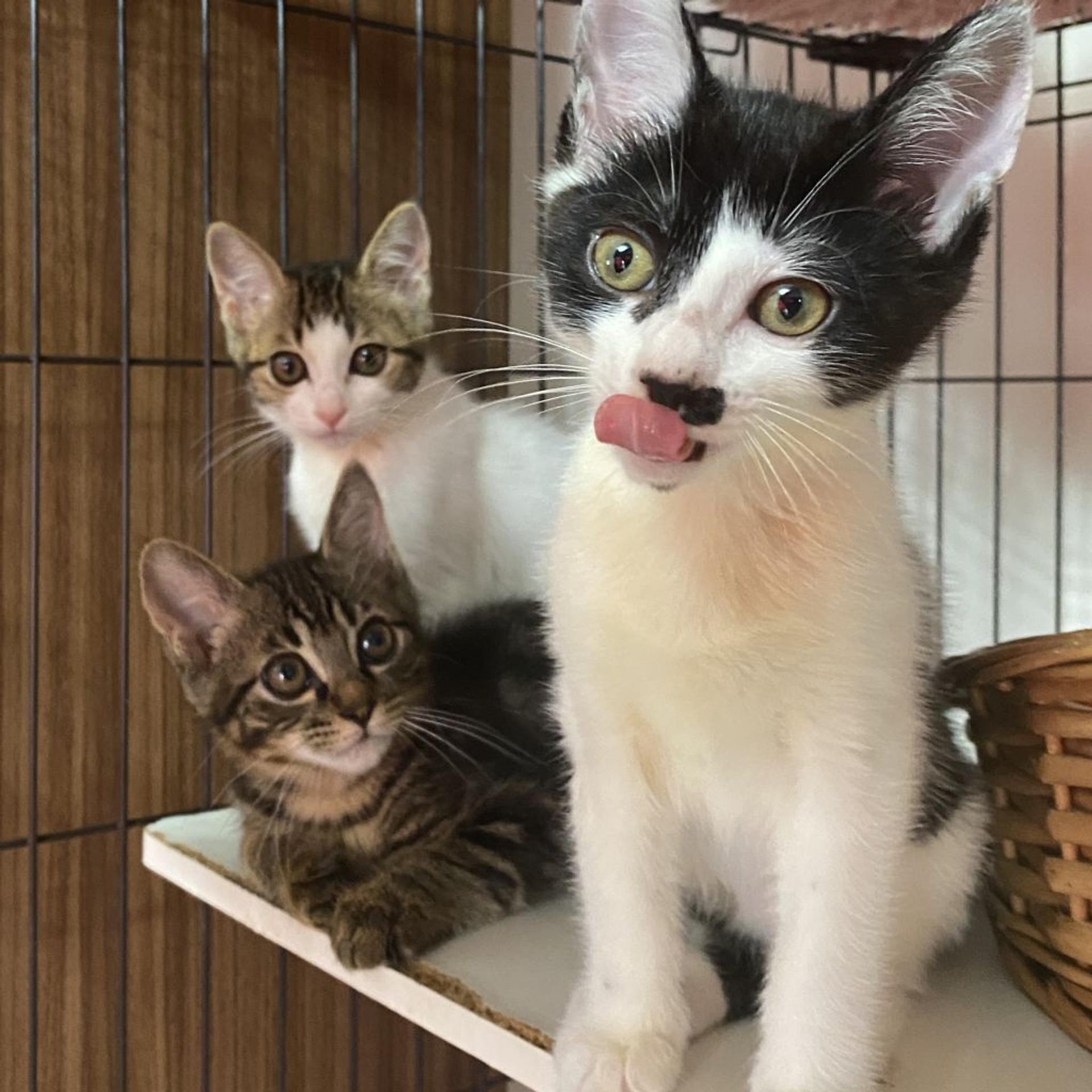 pet-image-8