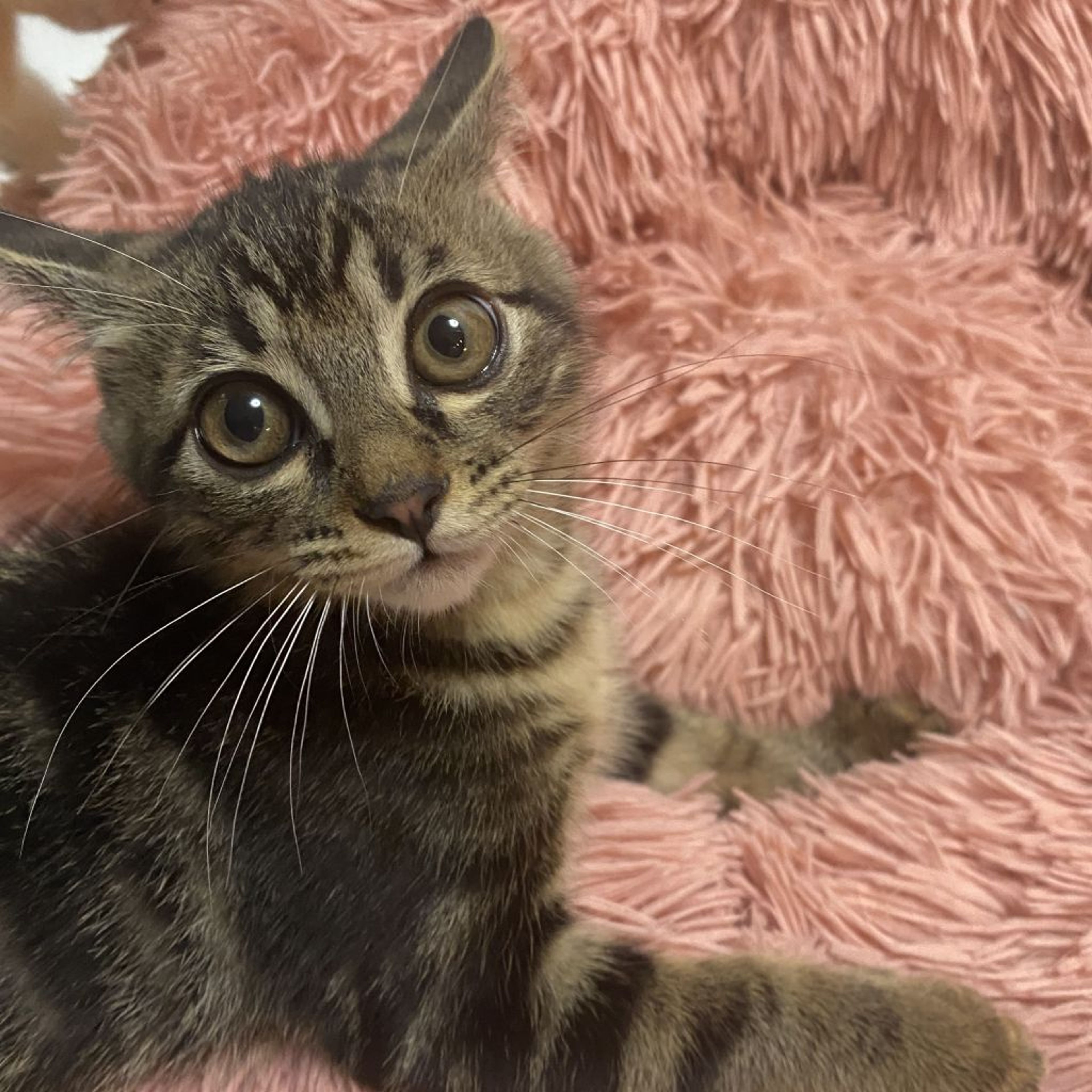 7/30芝浦】アメショ風☆クラシックタビーの甘えん坊美男子 | 雑種