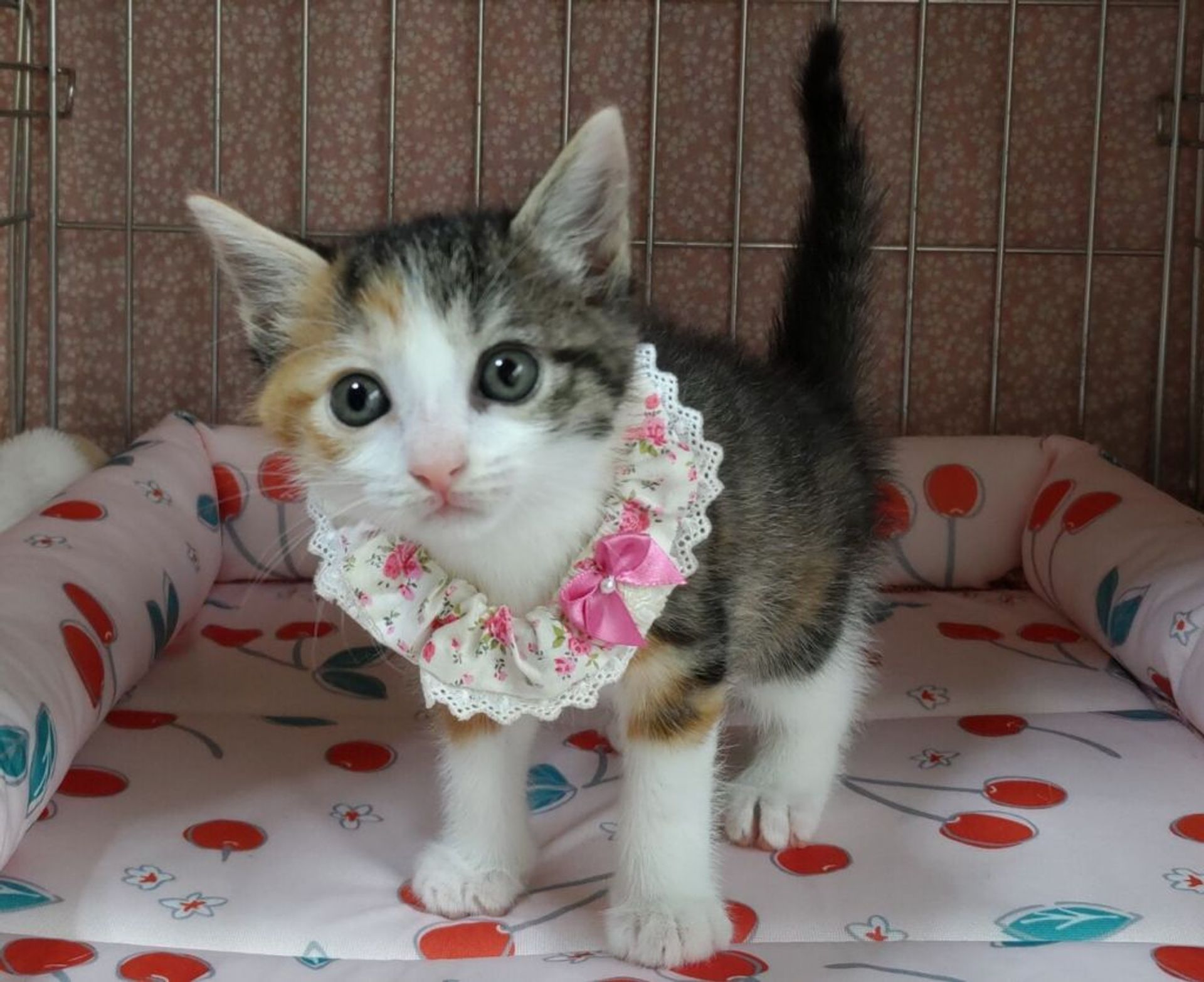 日本猫・メスの里親募集の写真