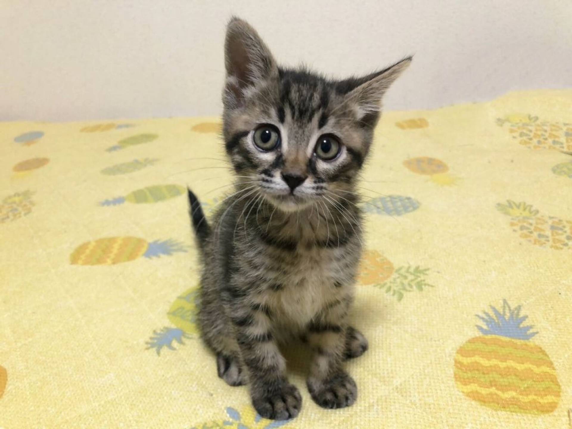 雑種（ミックス猫）・オスの里親募集の写真