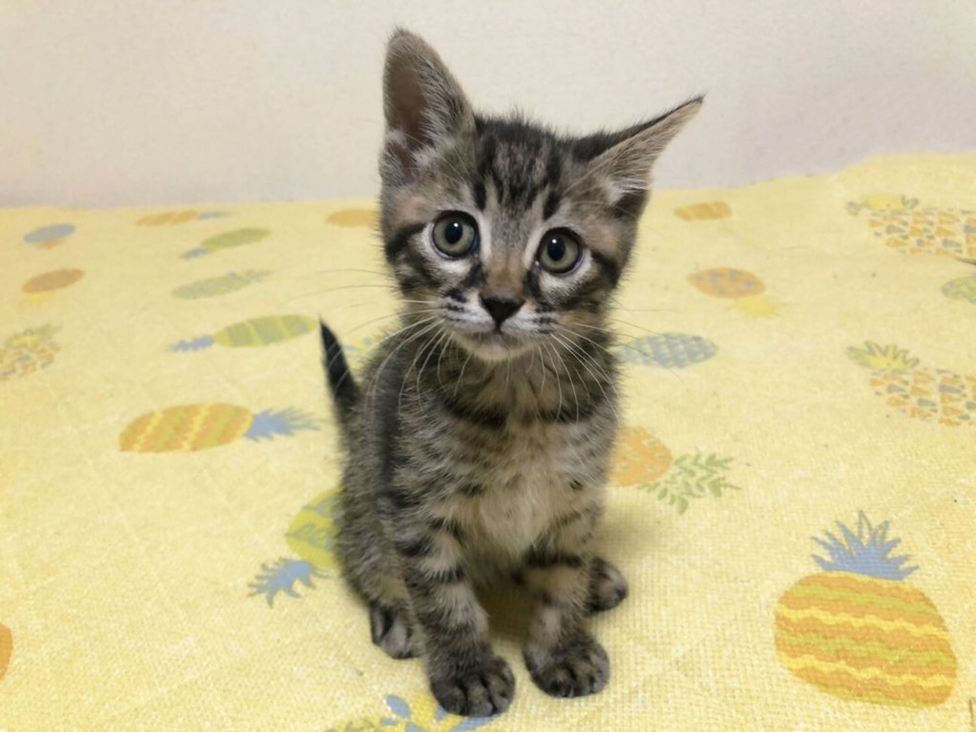 雑種（ミックス猫）・オスの里親募集の写真