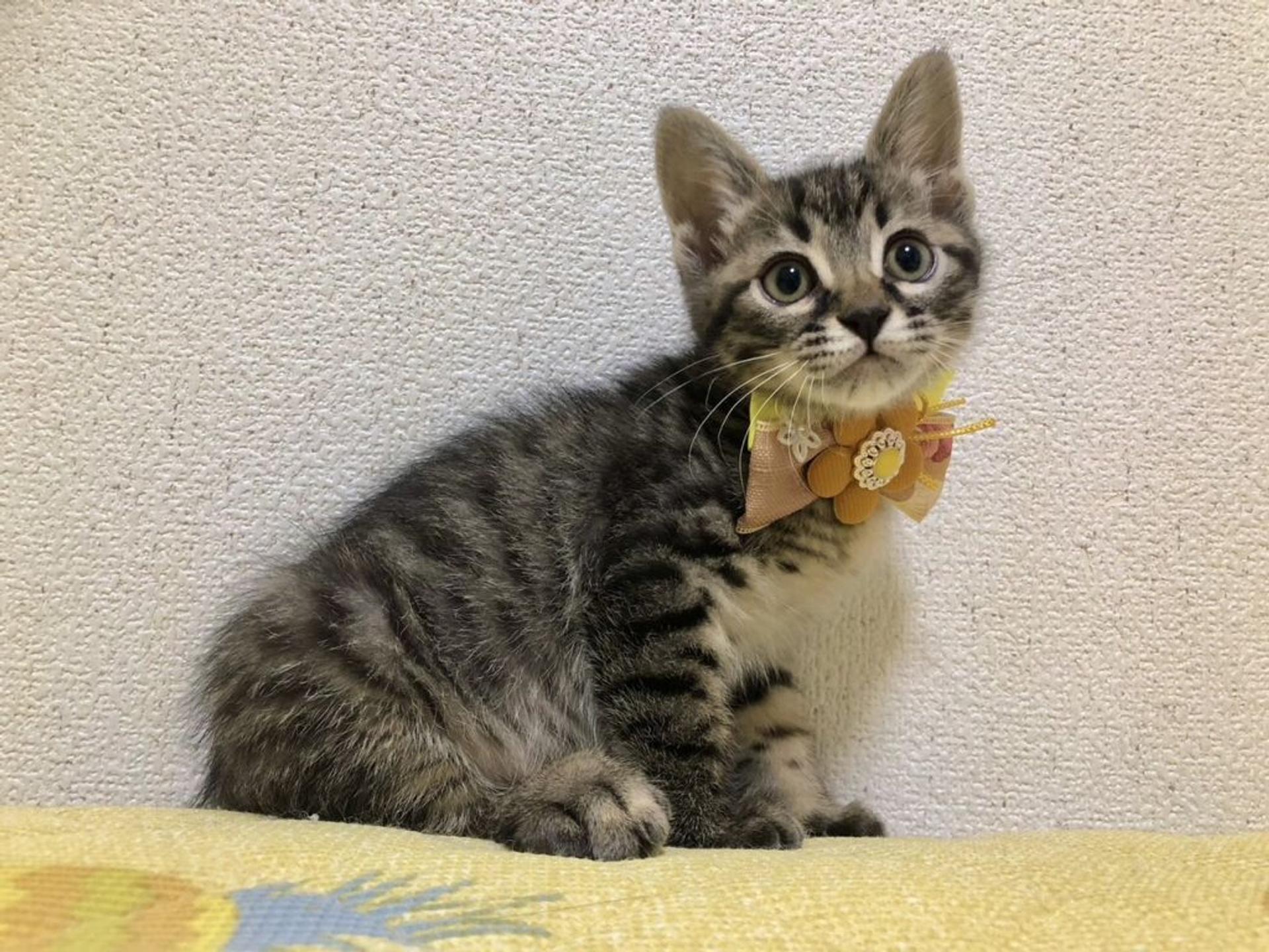pet-image-2