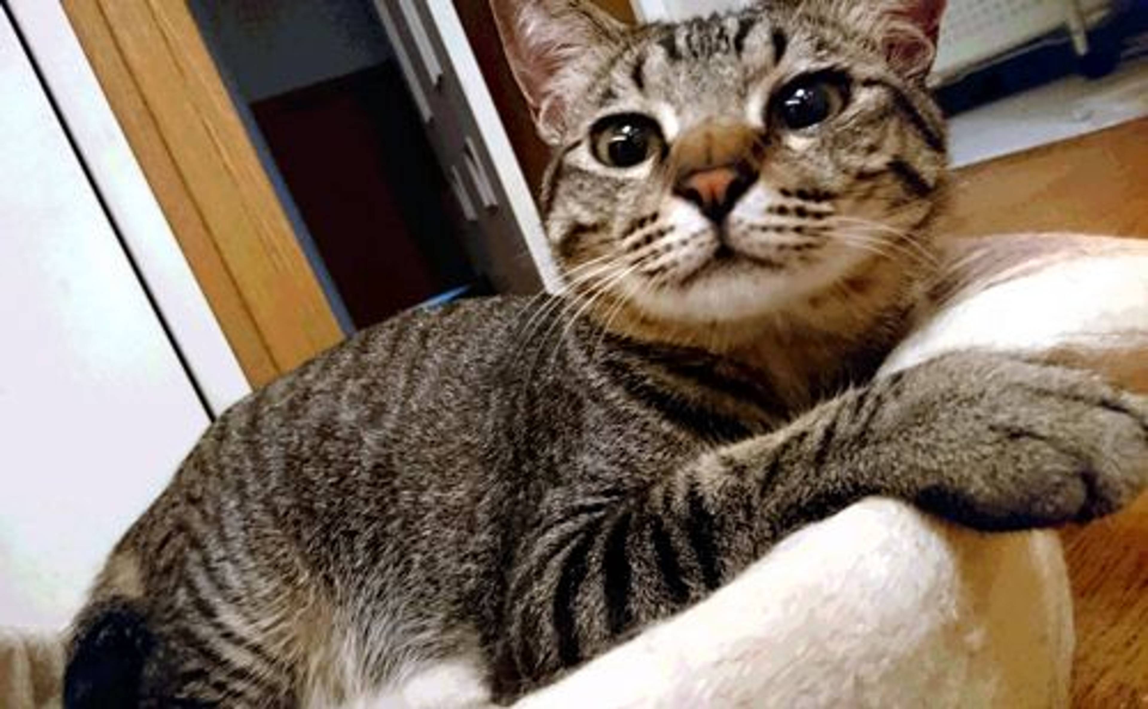 雑種（ミックス猫）・オスの里親募集の写真