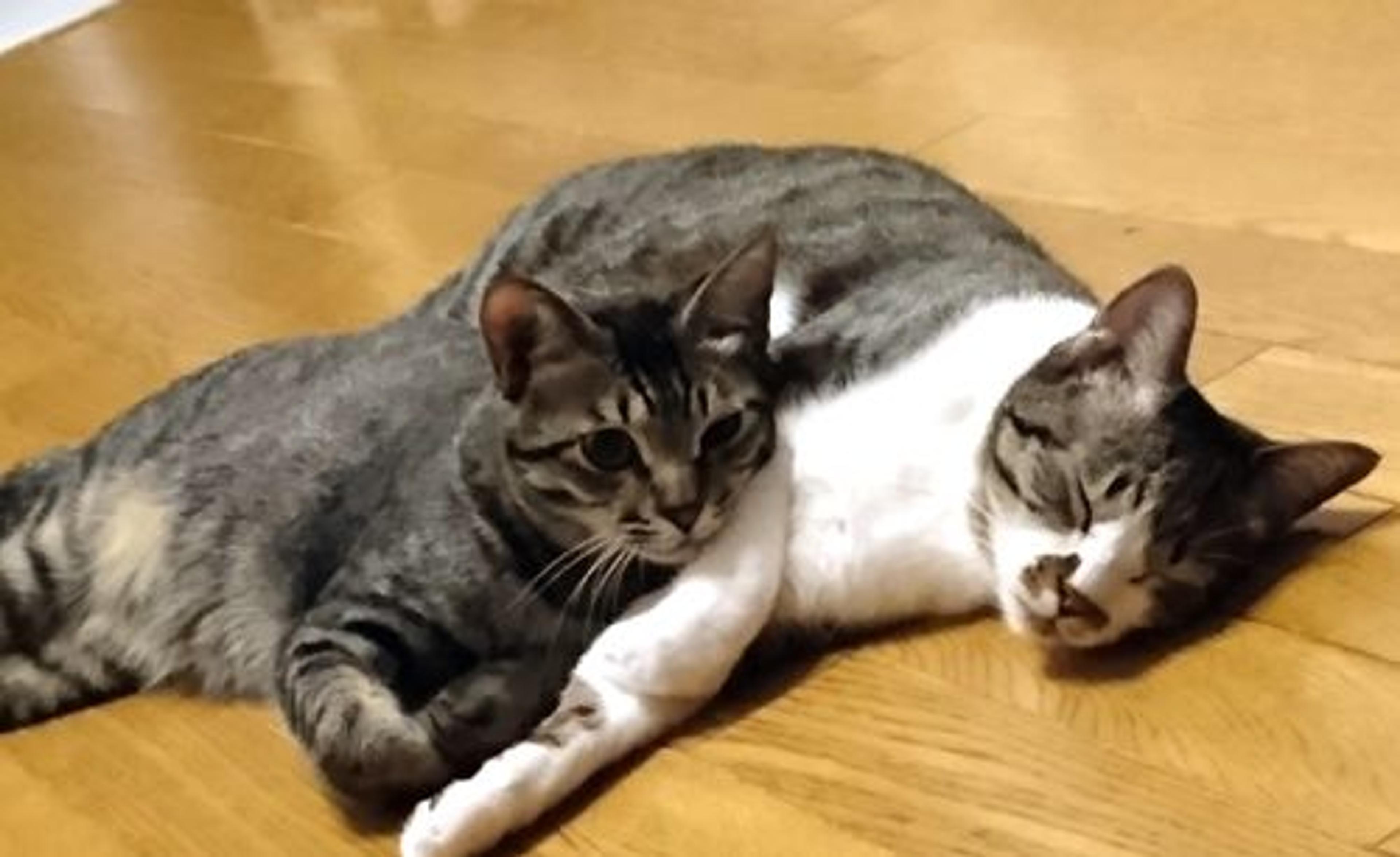 pet-image-2