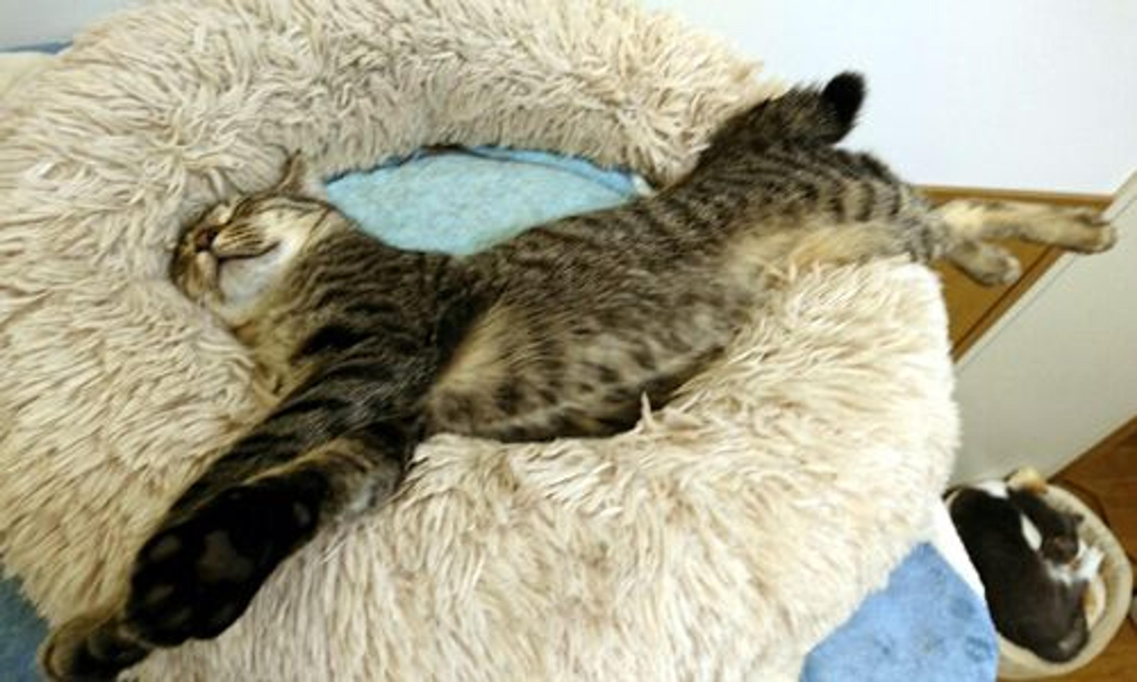 pet-image-3