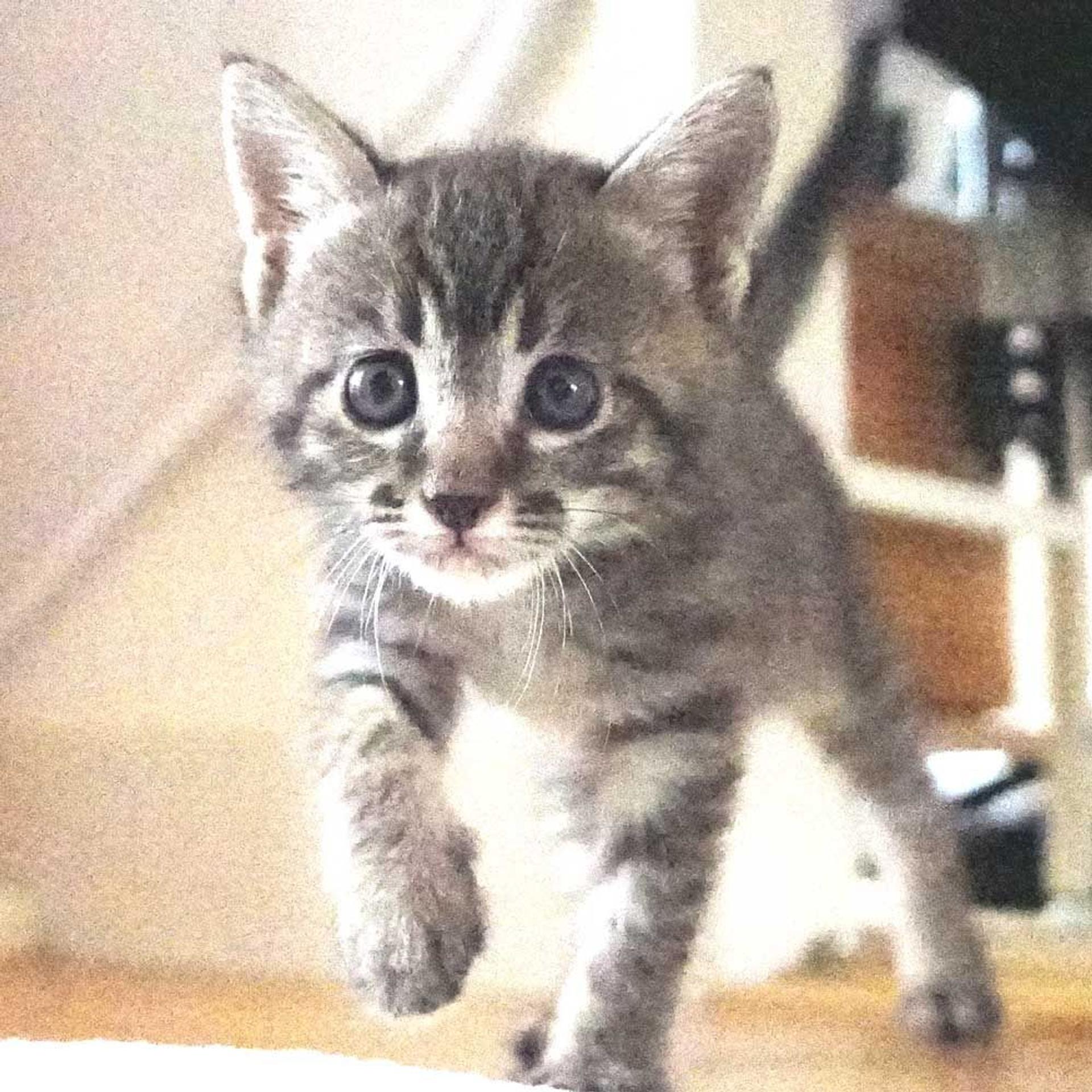 pet-image-2