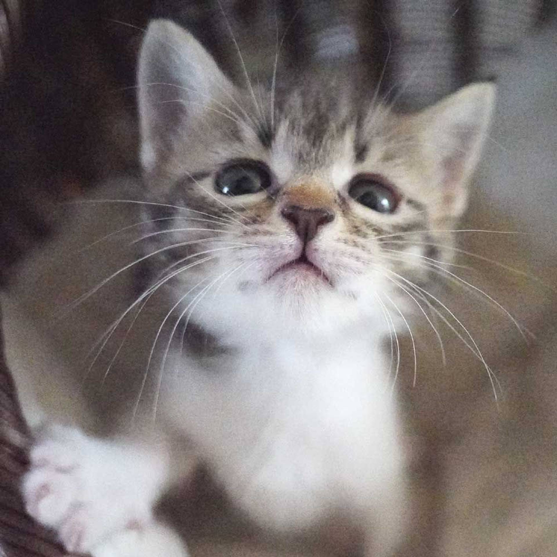 雑種（ミックス猫）・メスの里親募集の写真