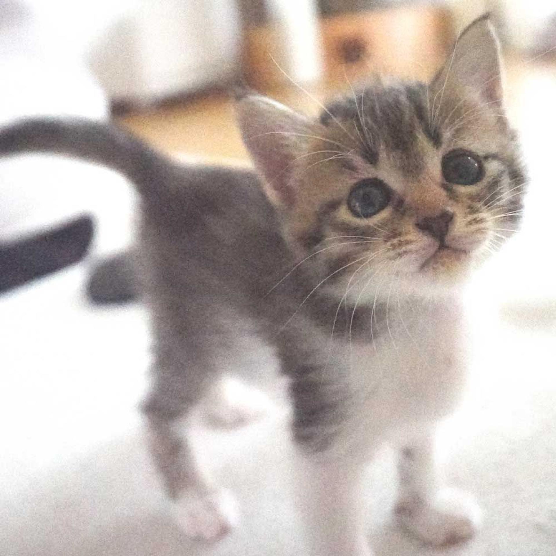 pet-image-3