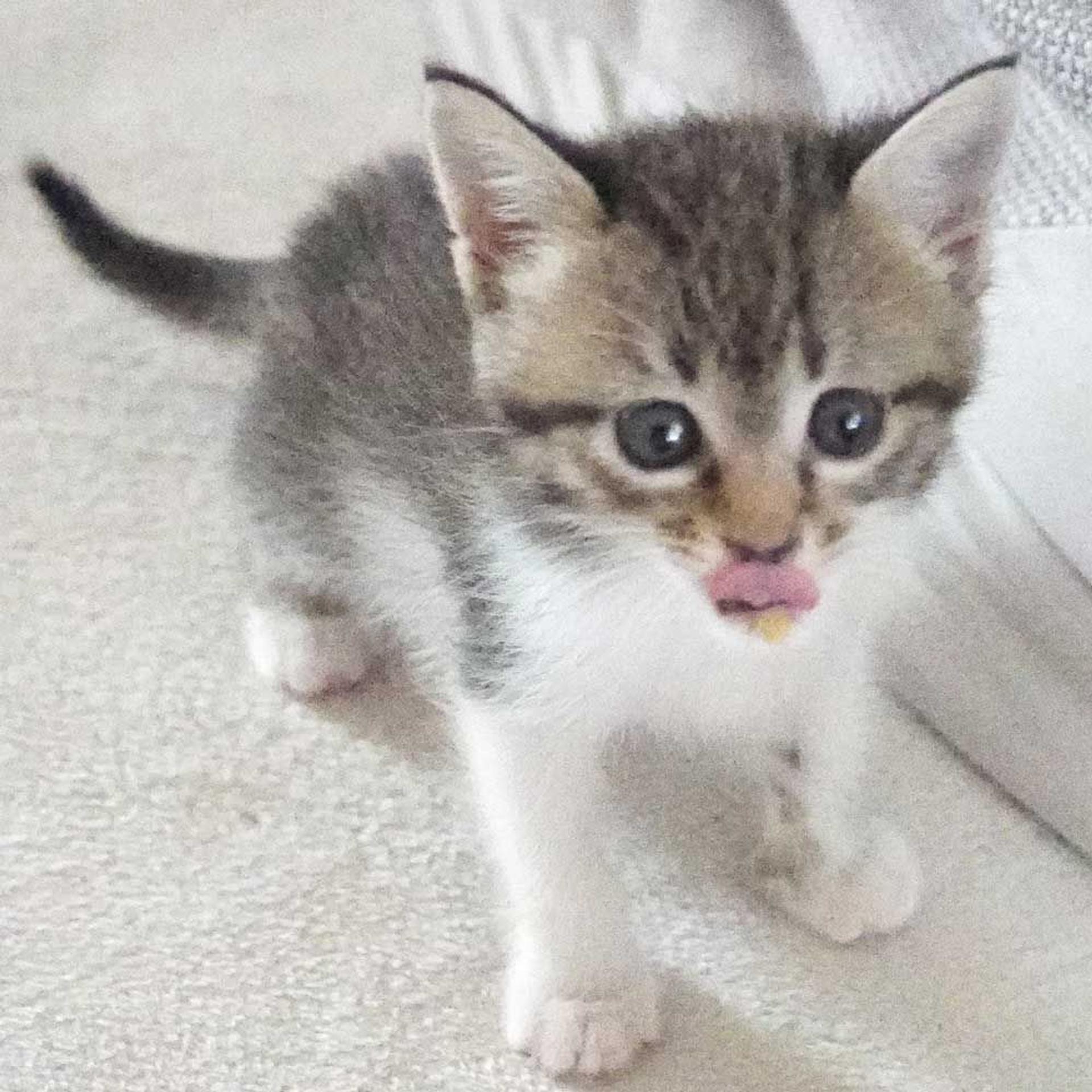 pet-image-8