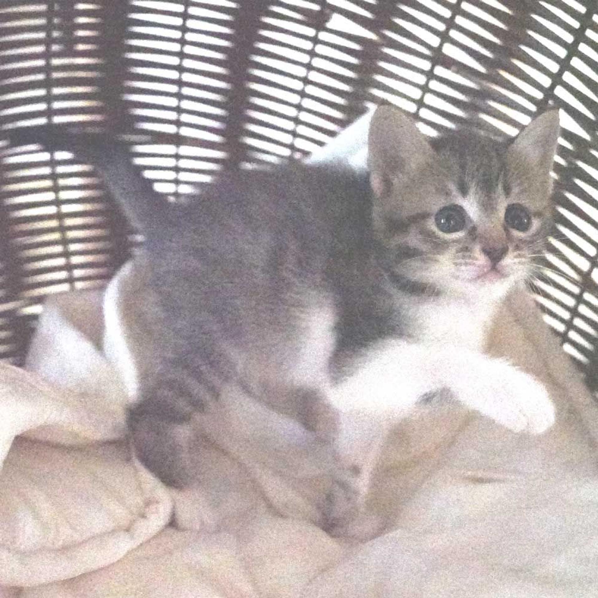 pet-image-9