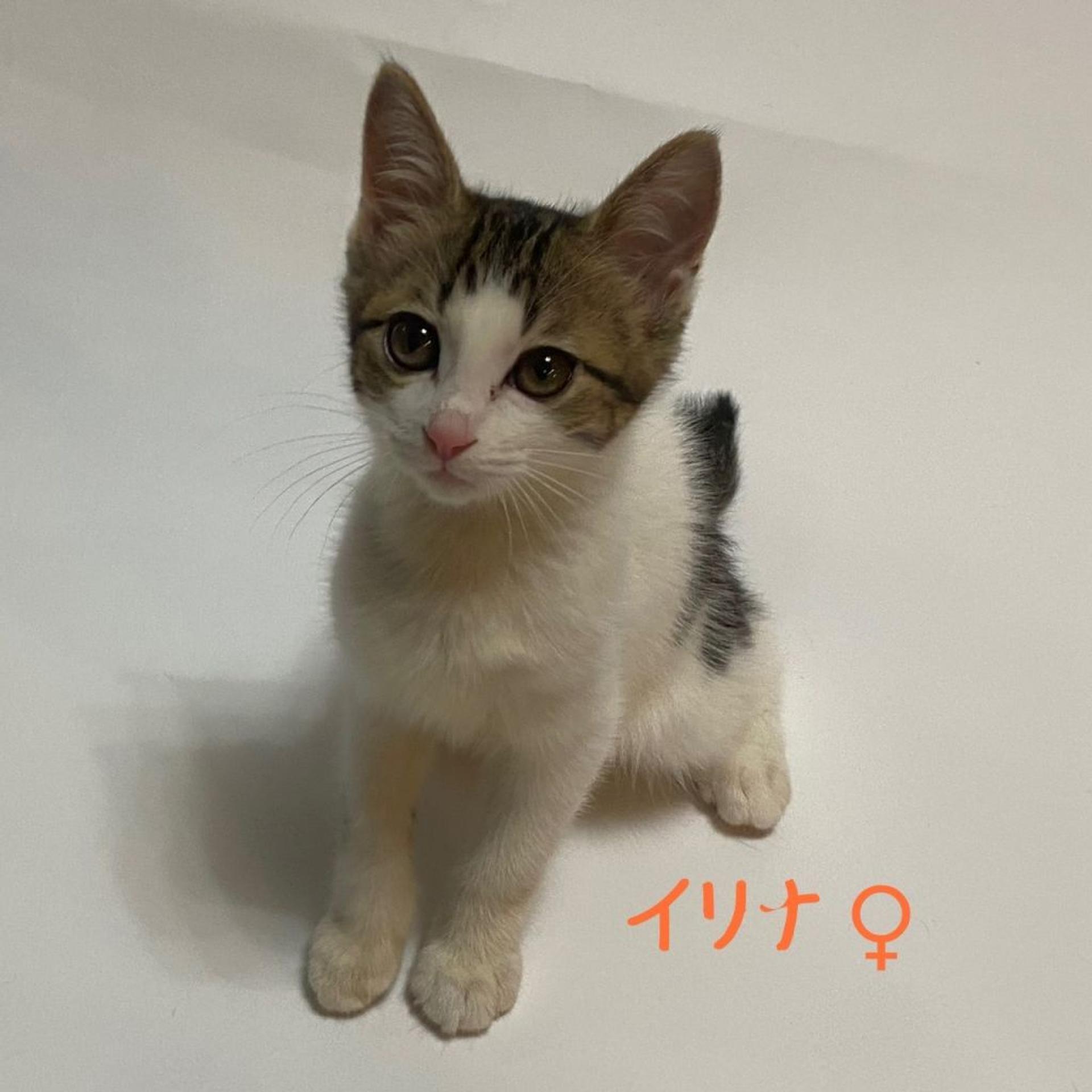 pet-image-6
