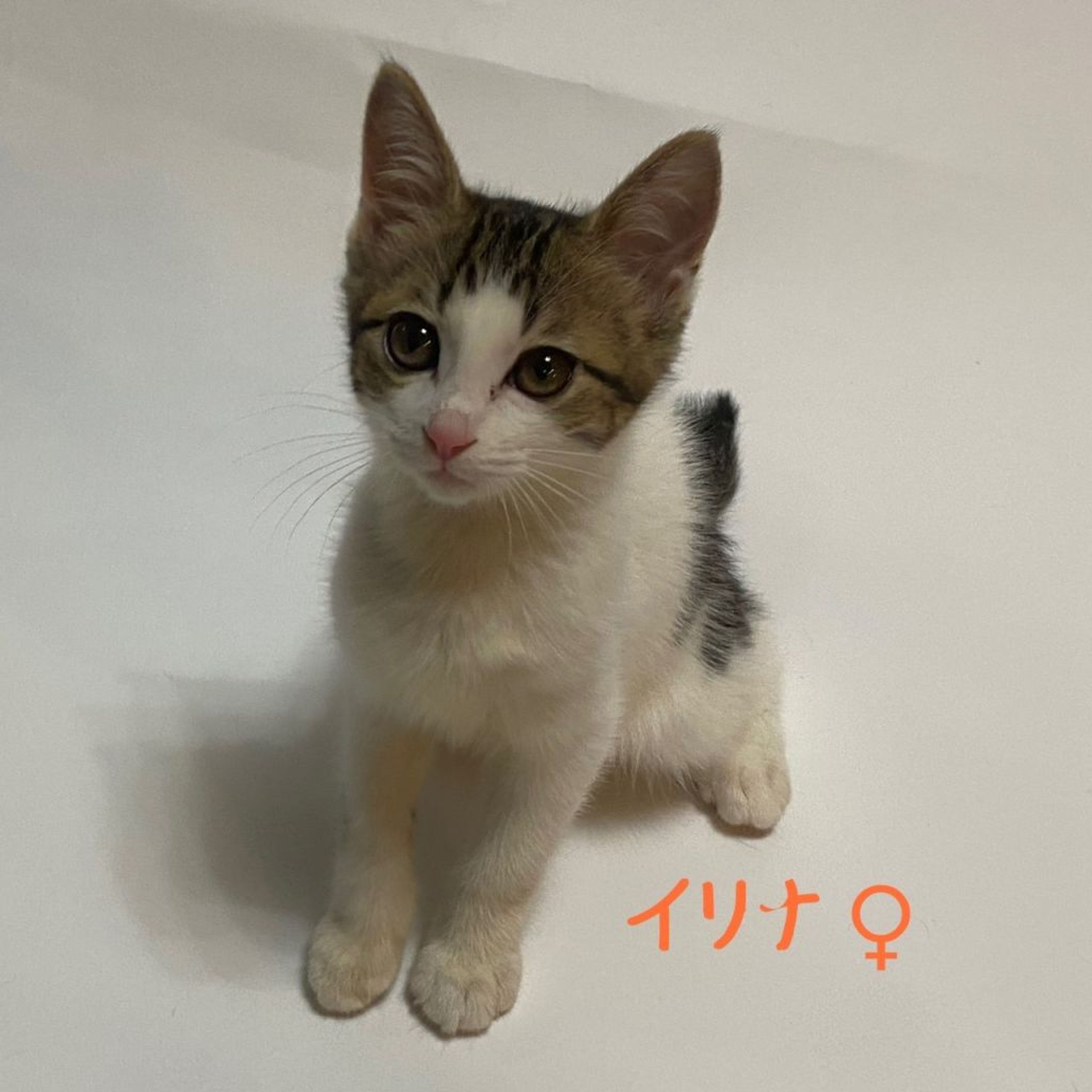 7/30芝浦】白×クラシックタビー☆デカ目きゅるん美少女 | 雑種