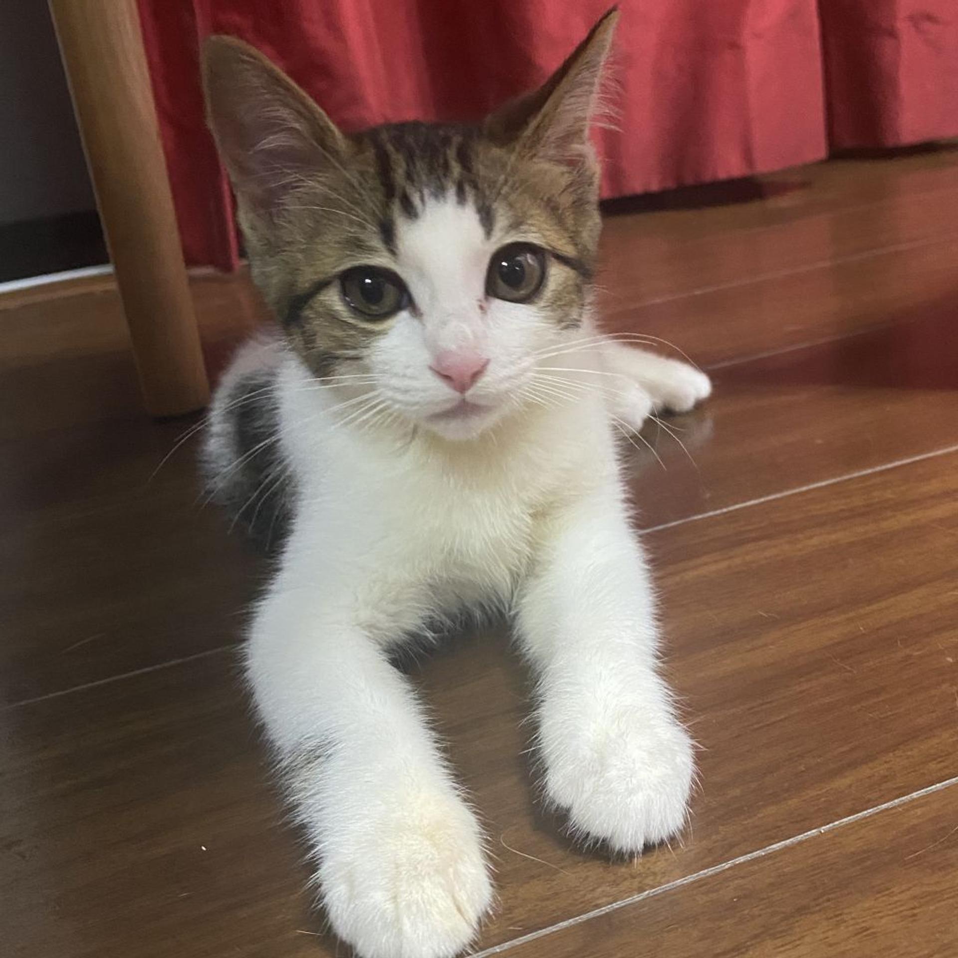 pet-image-9
