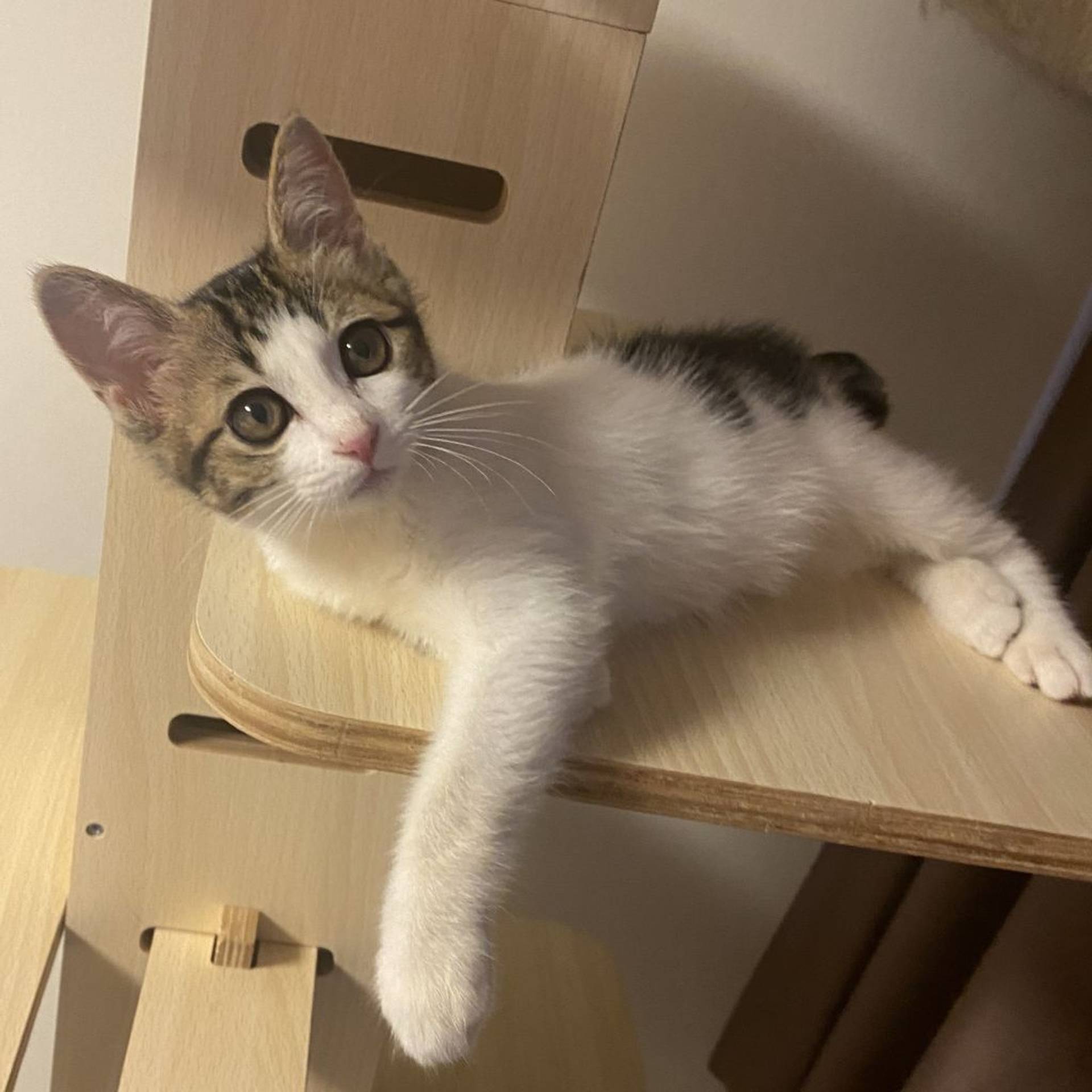 雑種（ミックス猫）・メスの里親募集の写真