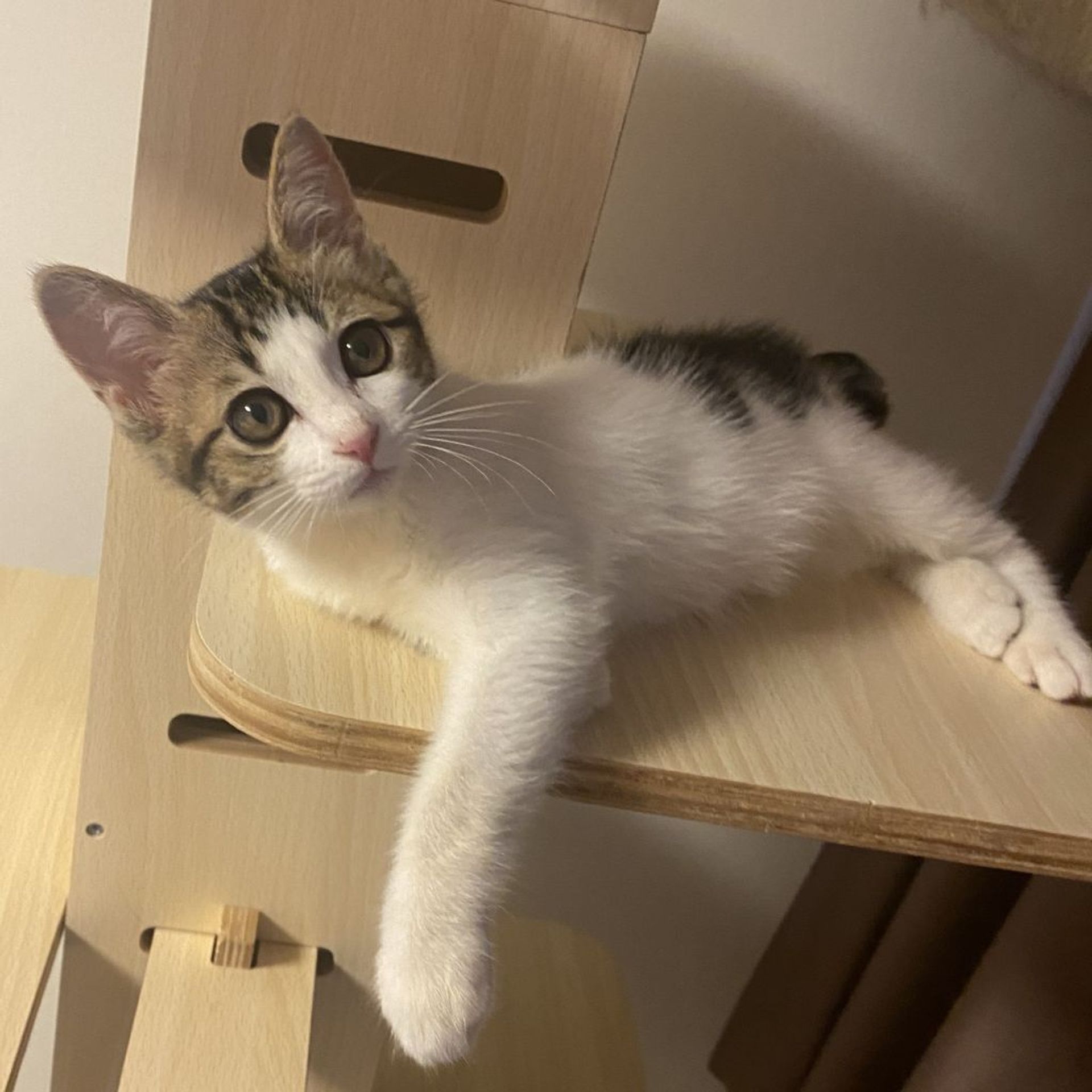 雑種（ミックス猫）・メスの里親募集の写真