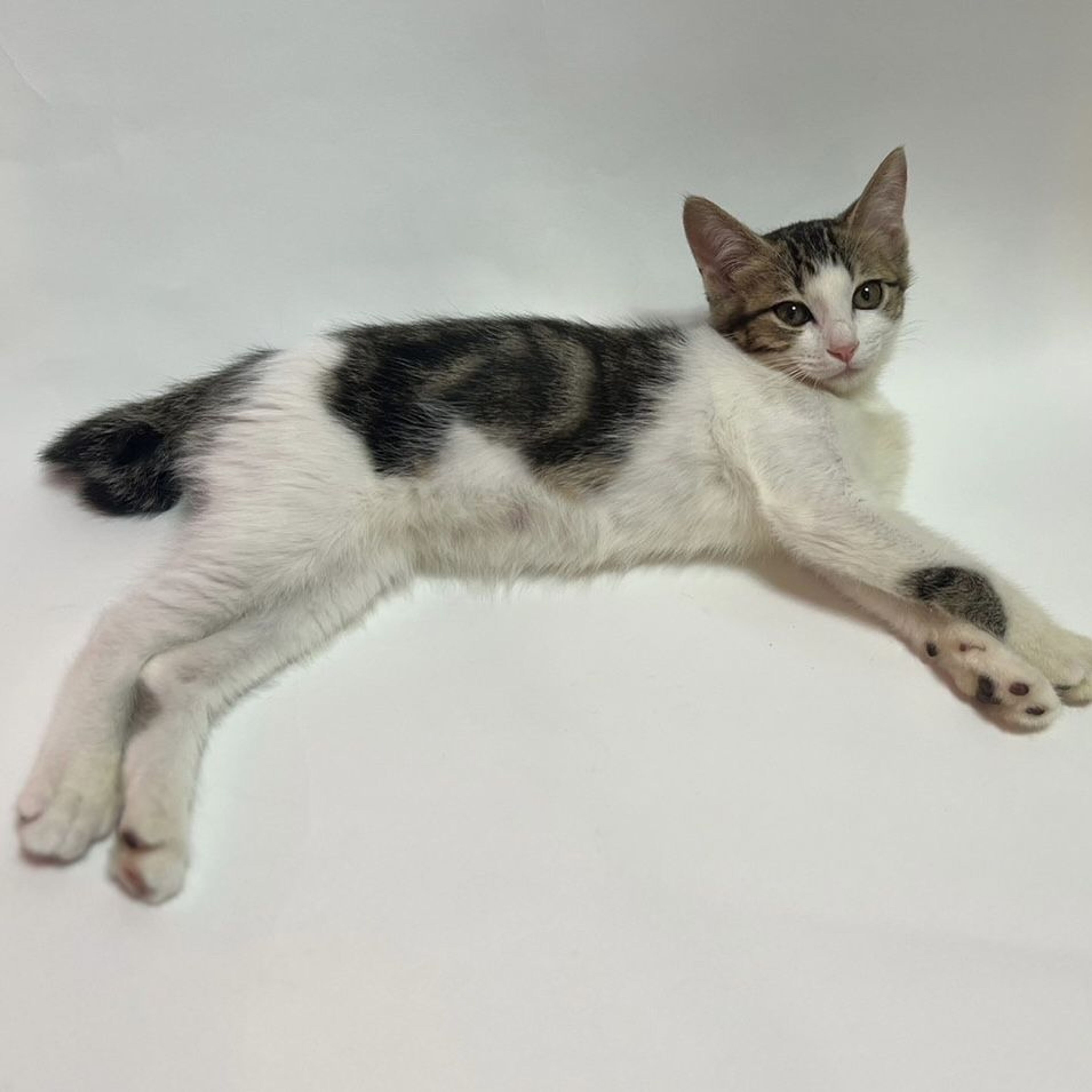 7/30芝浦】白×クラシックタビー☆デカ目きゅるん美少女 | 雑種