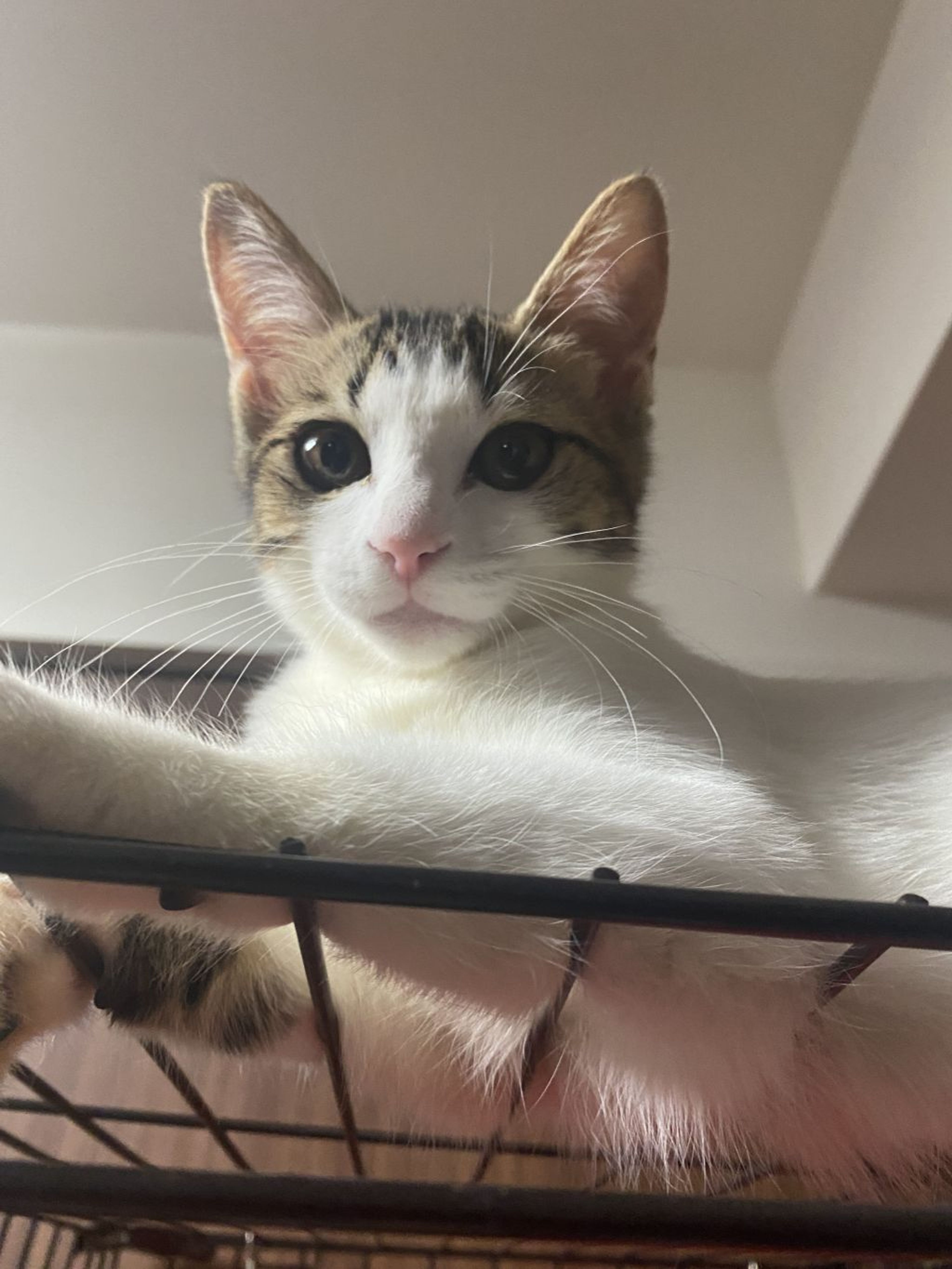 7/30芝浦】白×クラシックタビー☆デカ目きゅるん美少女 | 雑種