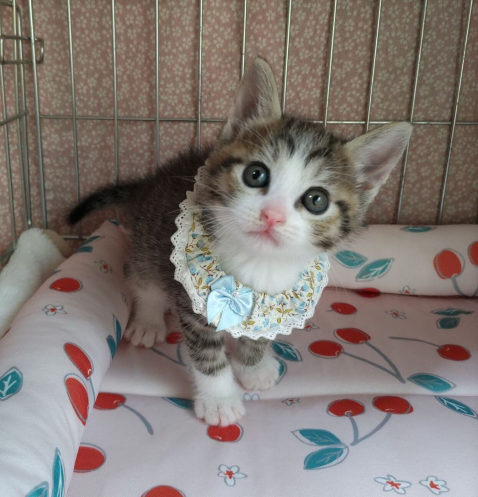 雑種（ミックス猫）・オスの里親募集の写真