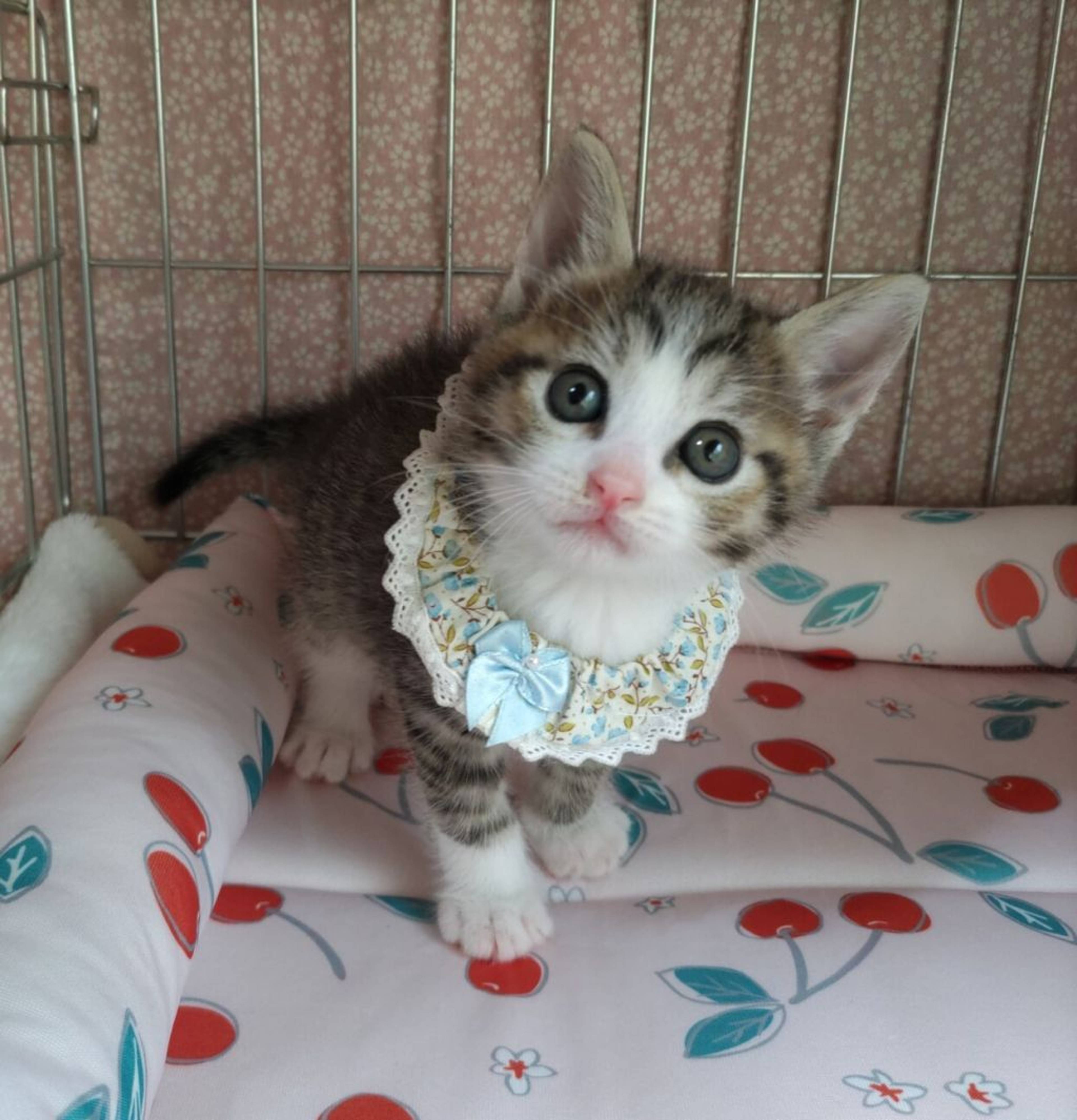 雑種（ミックス猫）・オスの里親募集の写真