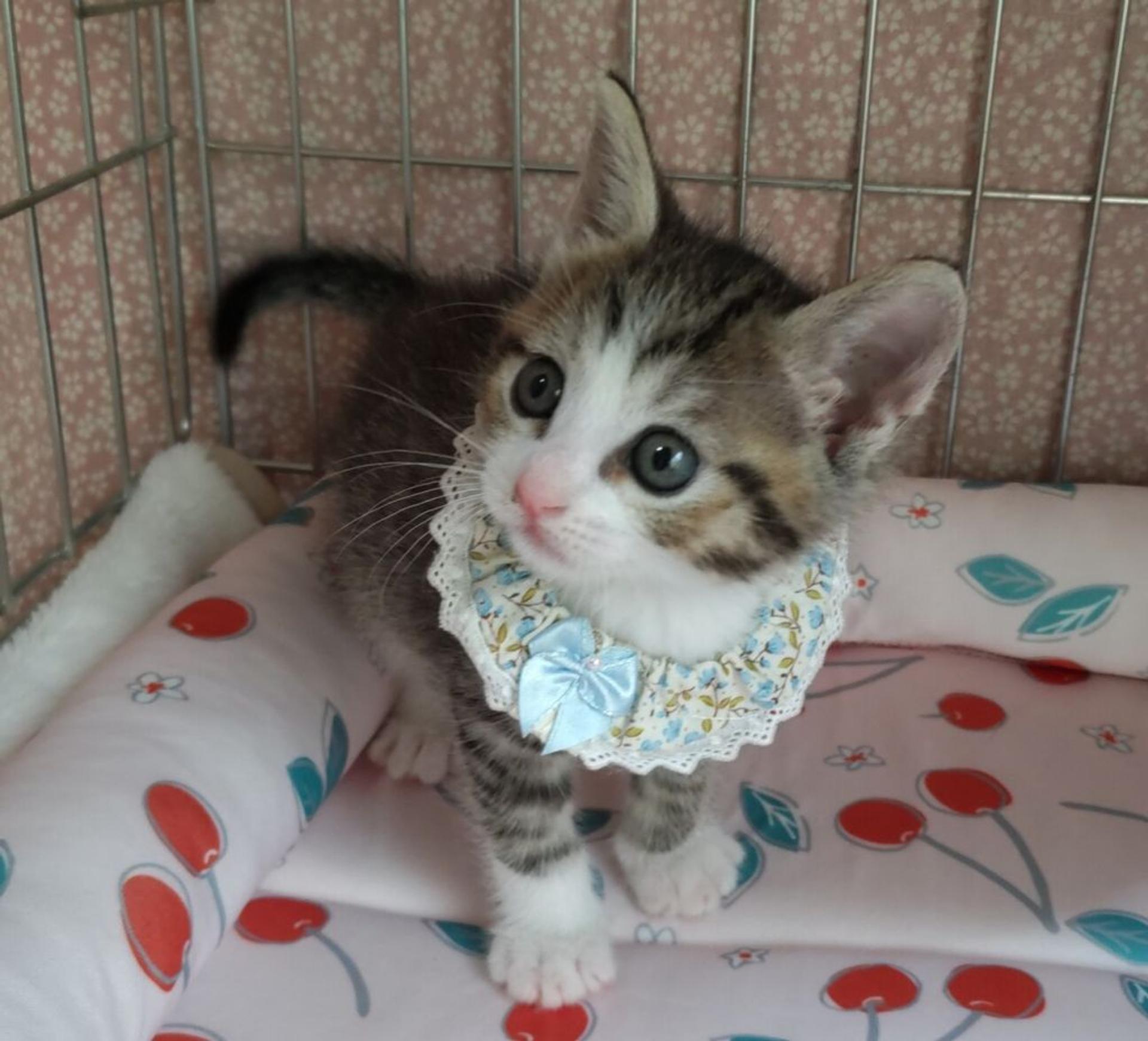 pet-image-3