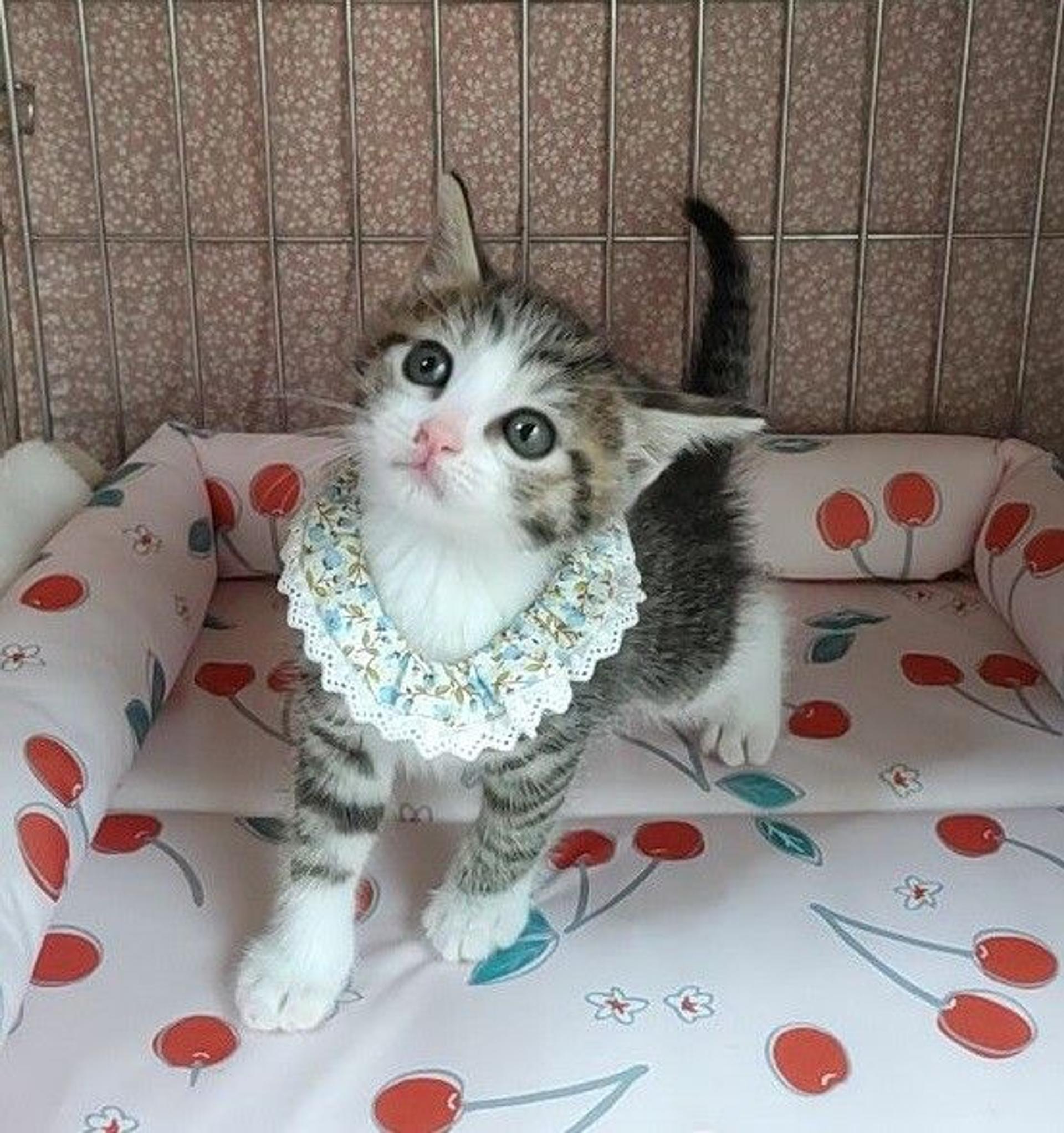 pet-image-4