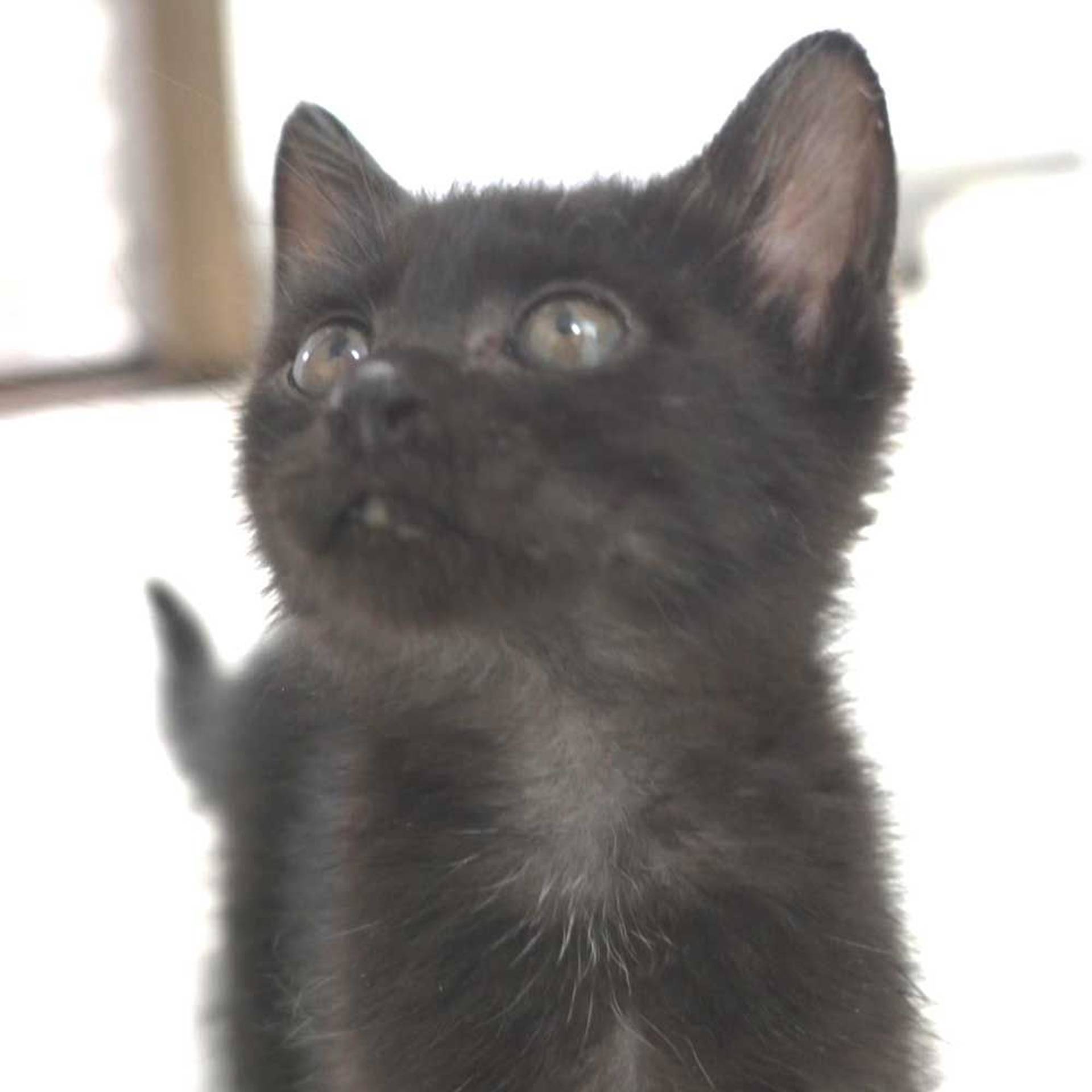 雑種（ミックス猫）・オスの里親募集の写真