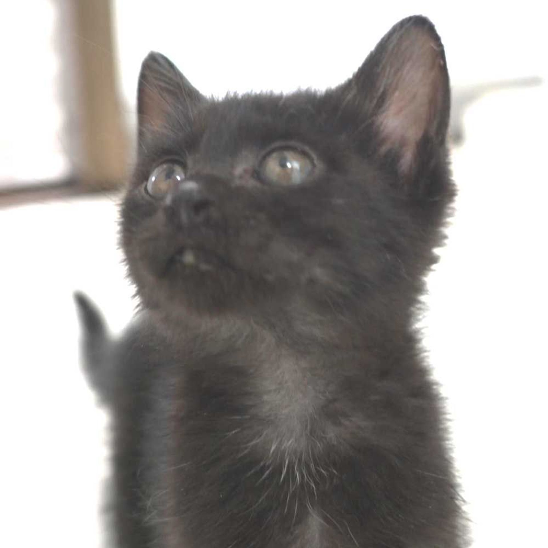 雑種（ミックス猫）・オスの里親募集の写真