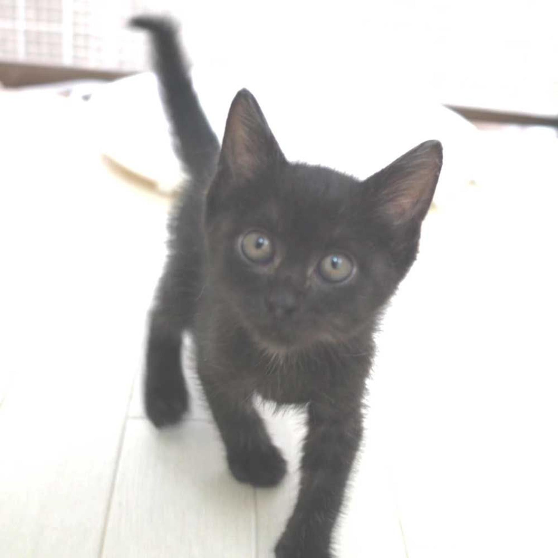 pet-image-3