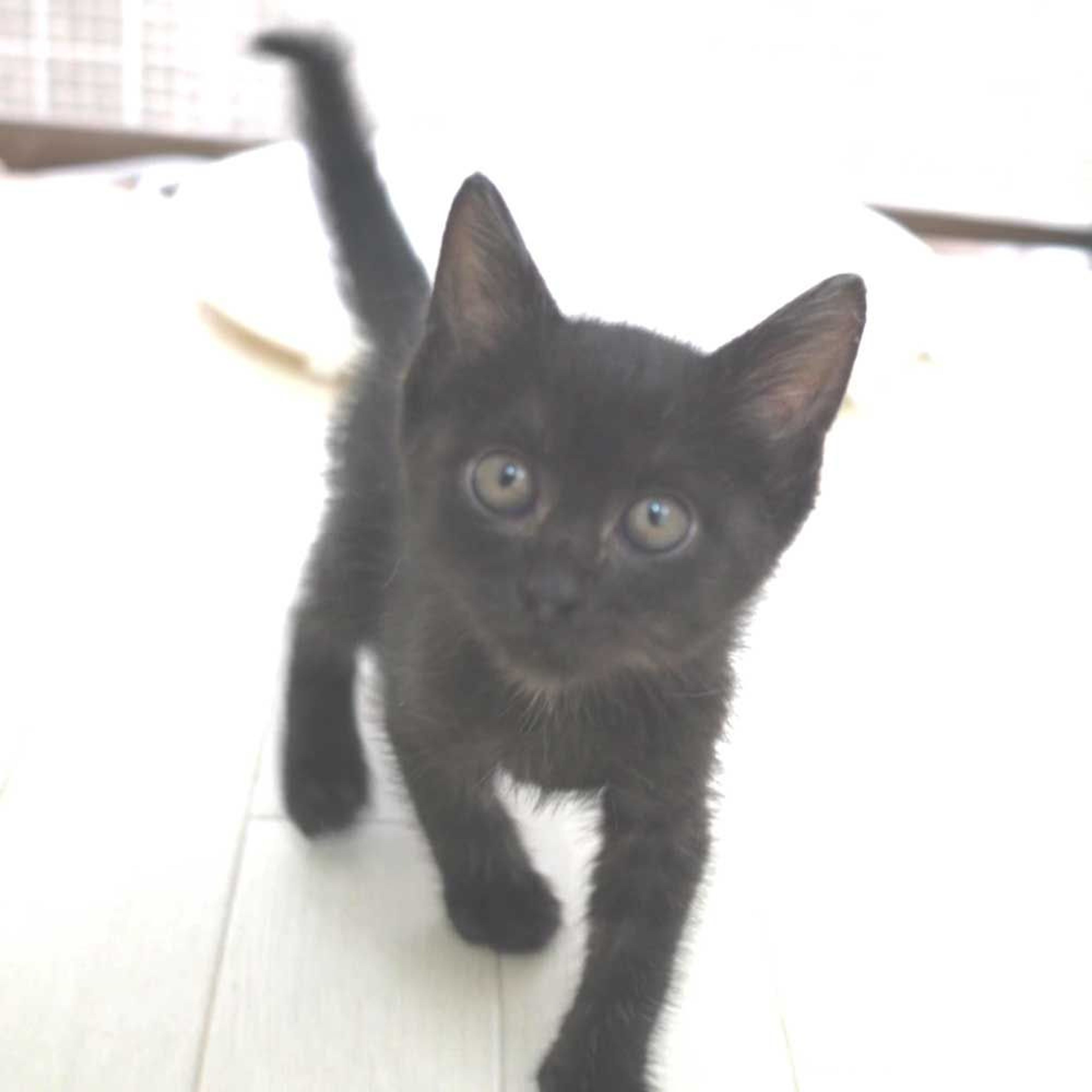 pet-image-3