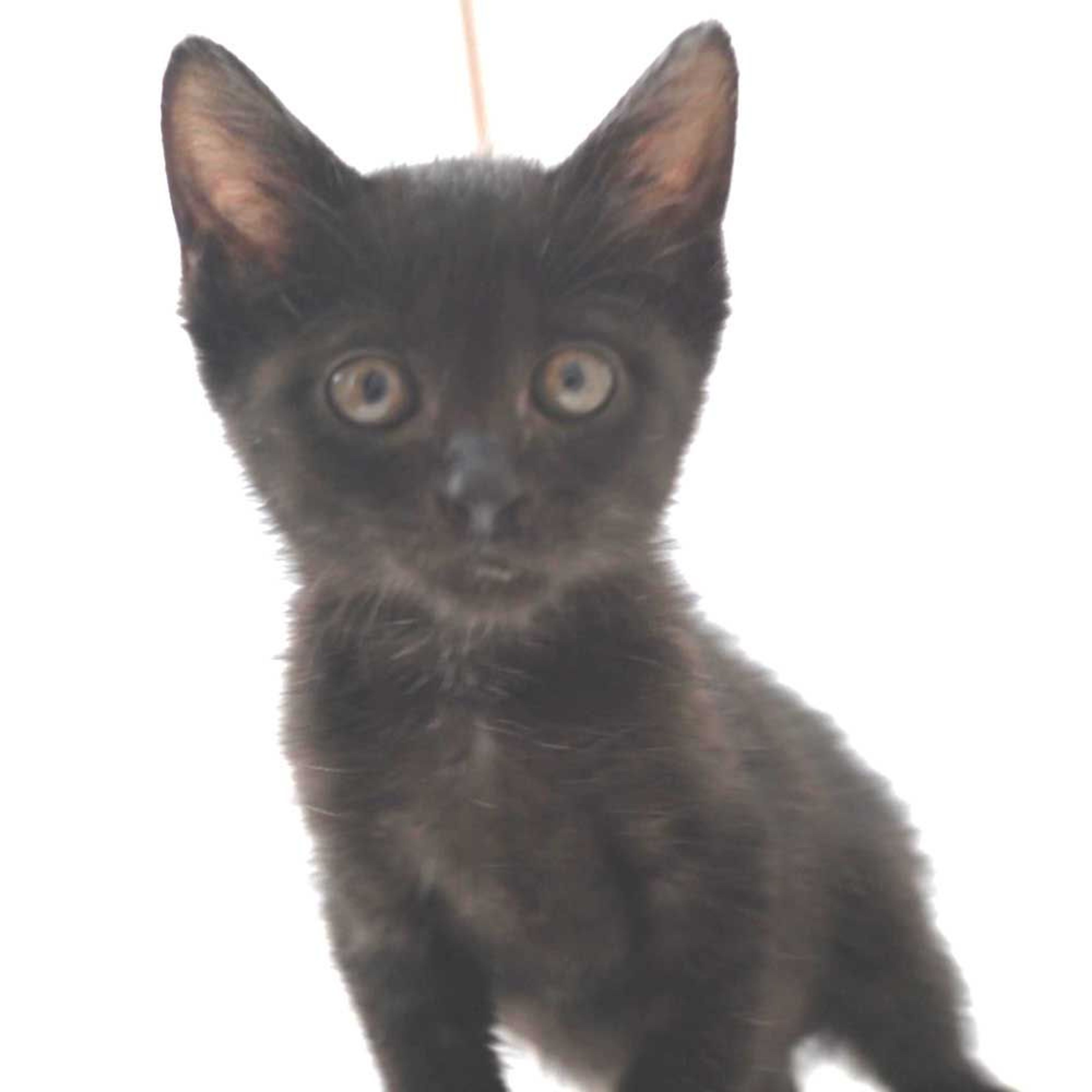 pet-image-5