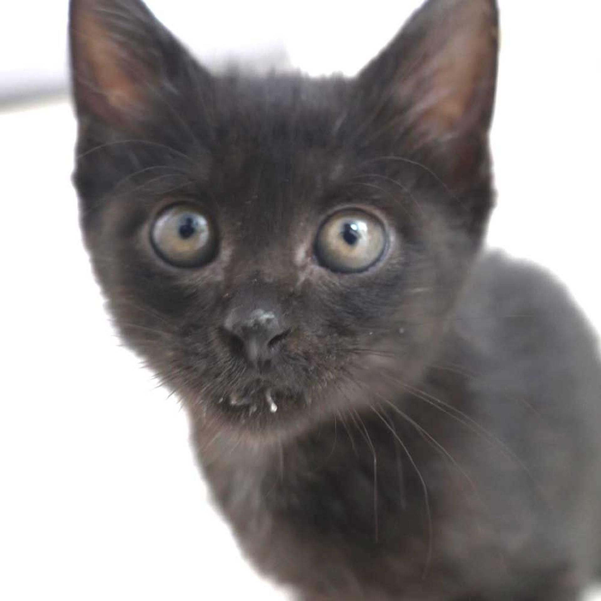 pet-image-7